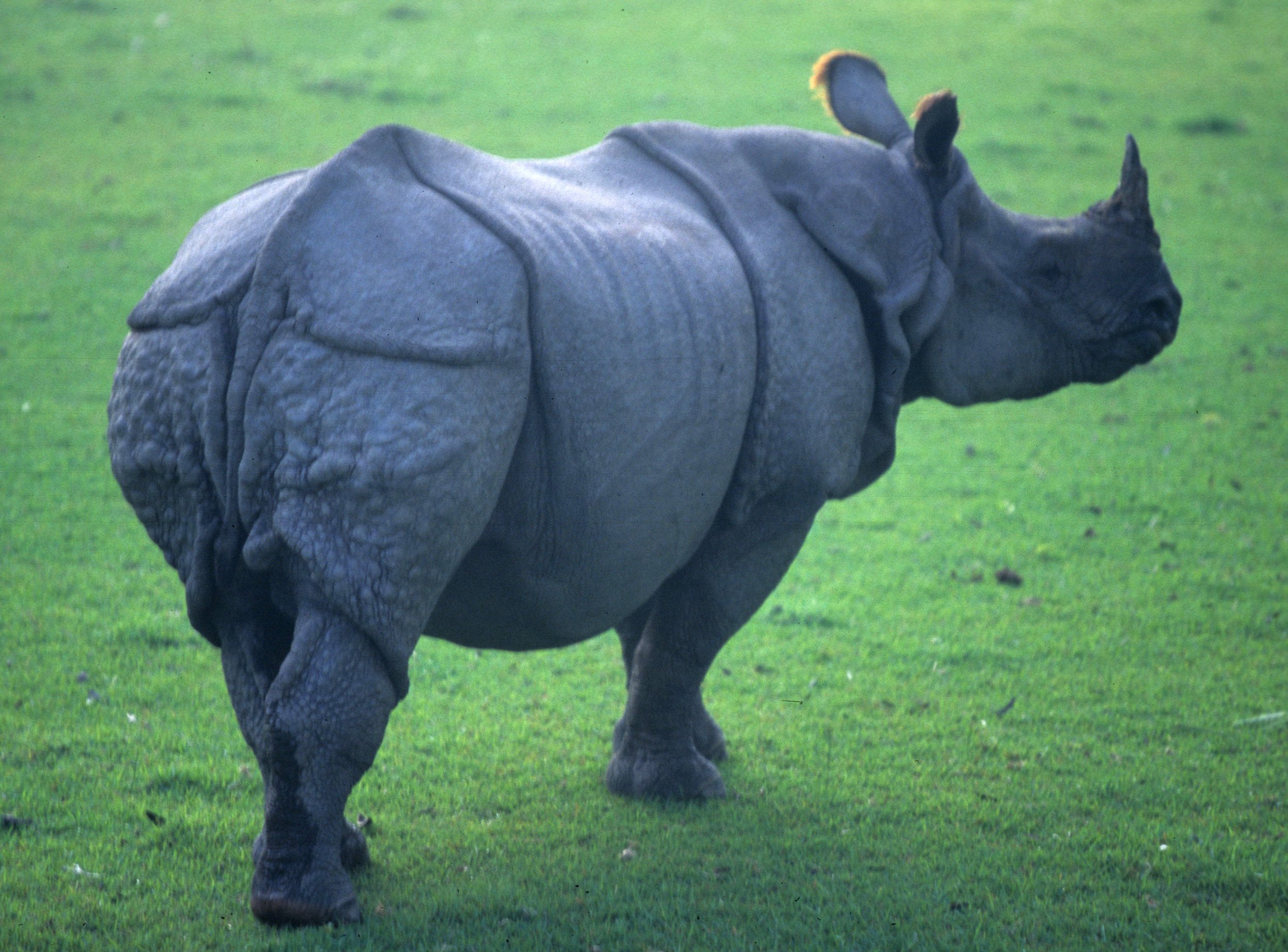 Rhinoceros unicornis - INDIAN (ASIAN ONE-HORNED) RHINOCEROS - CHITWAN NATIONAL PARK NEPAL (1).jpg