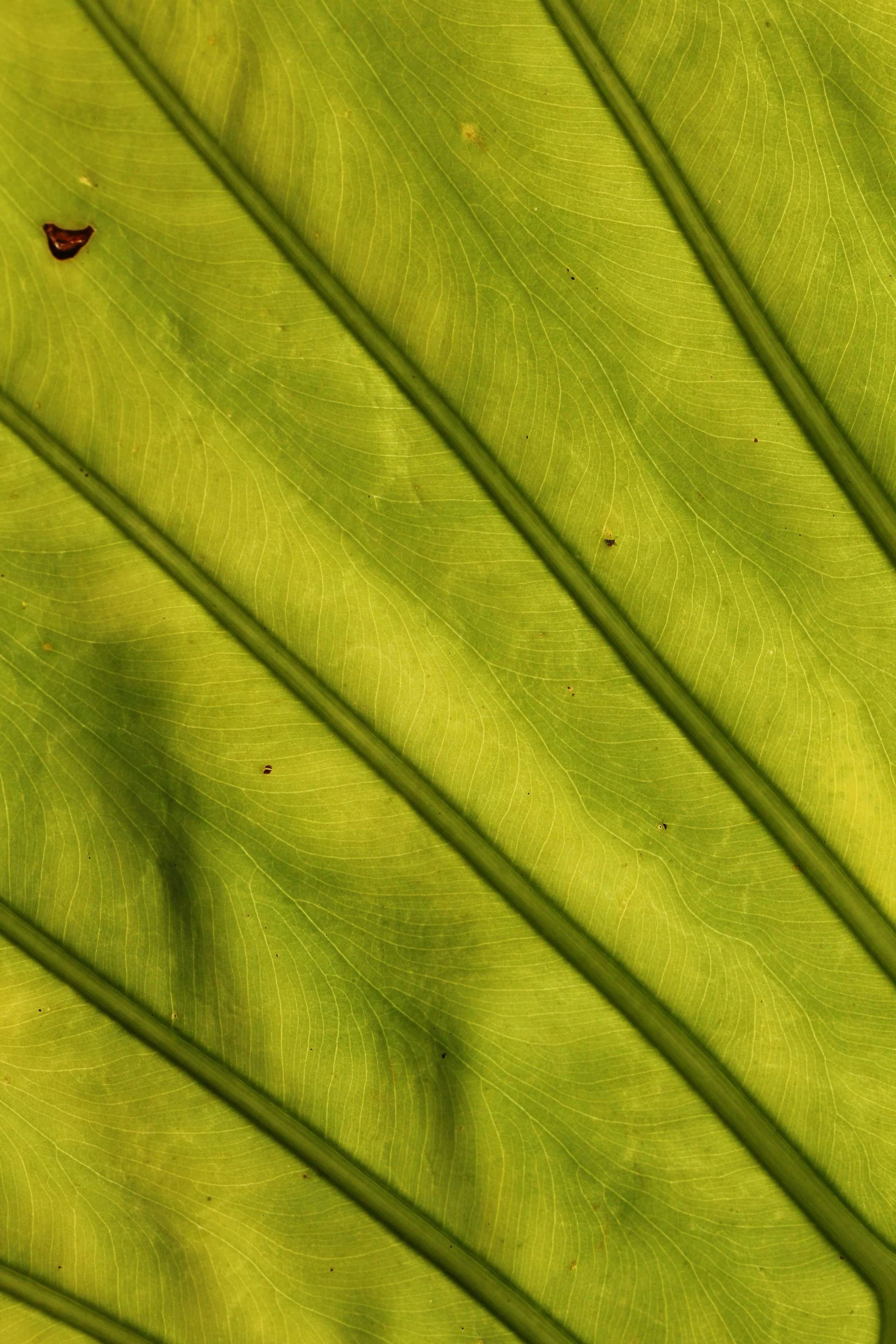 2015 Koh Lanta Songkran with friends from ISB (559).JPG