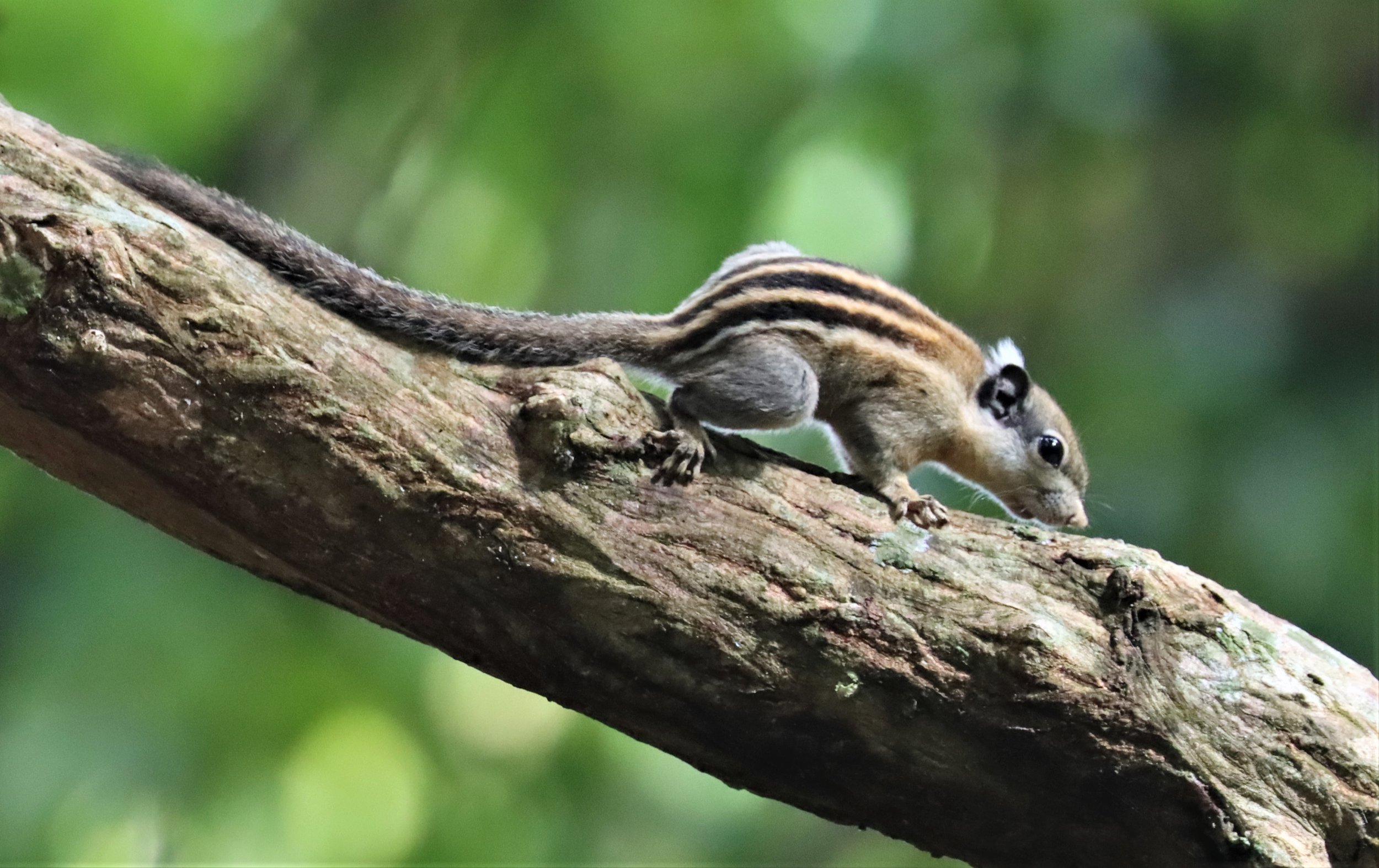 Tamiops rodolphii - CAMBODIAN STRIPED SQUIRREL - WAT THAM PRATHUN CHONBURI (4).jpg