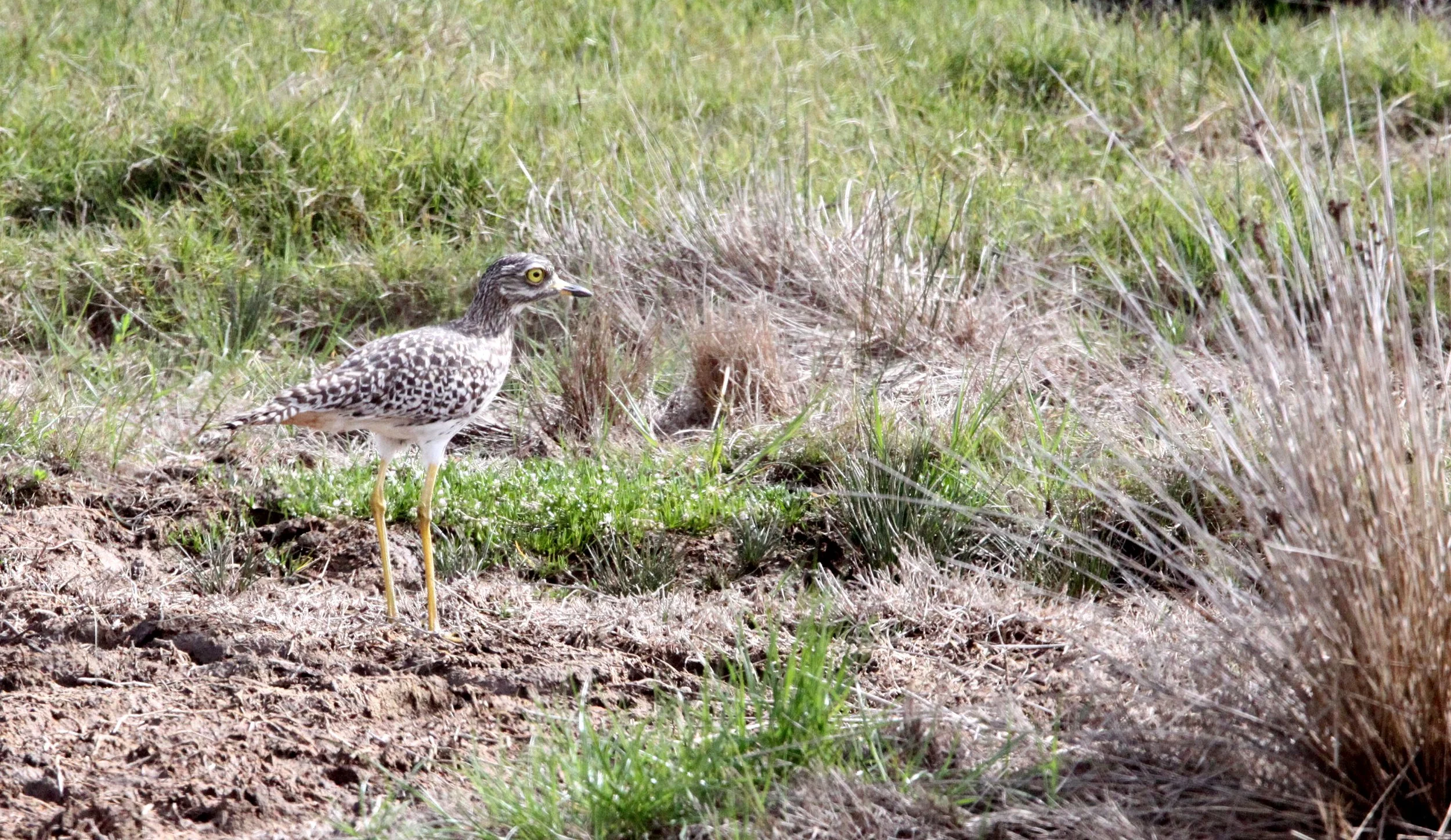 THICK-KNEE - SPOTTED THICK KNEE - Burhinus capensis - OR DIKKOP - ALONG GARDEN ROUTE SOUTH AFRICA (1).JPG