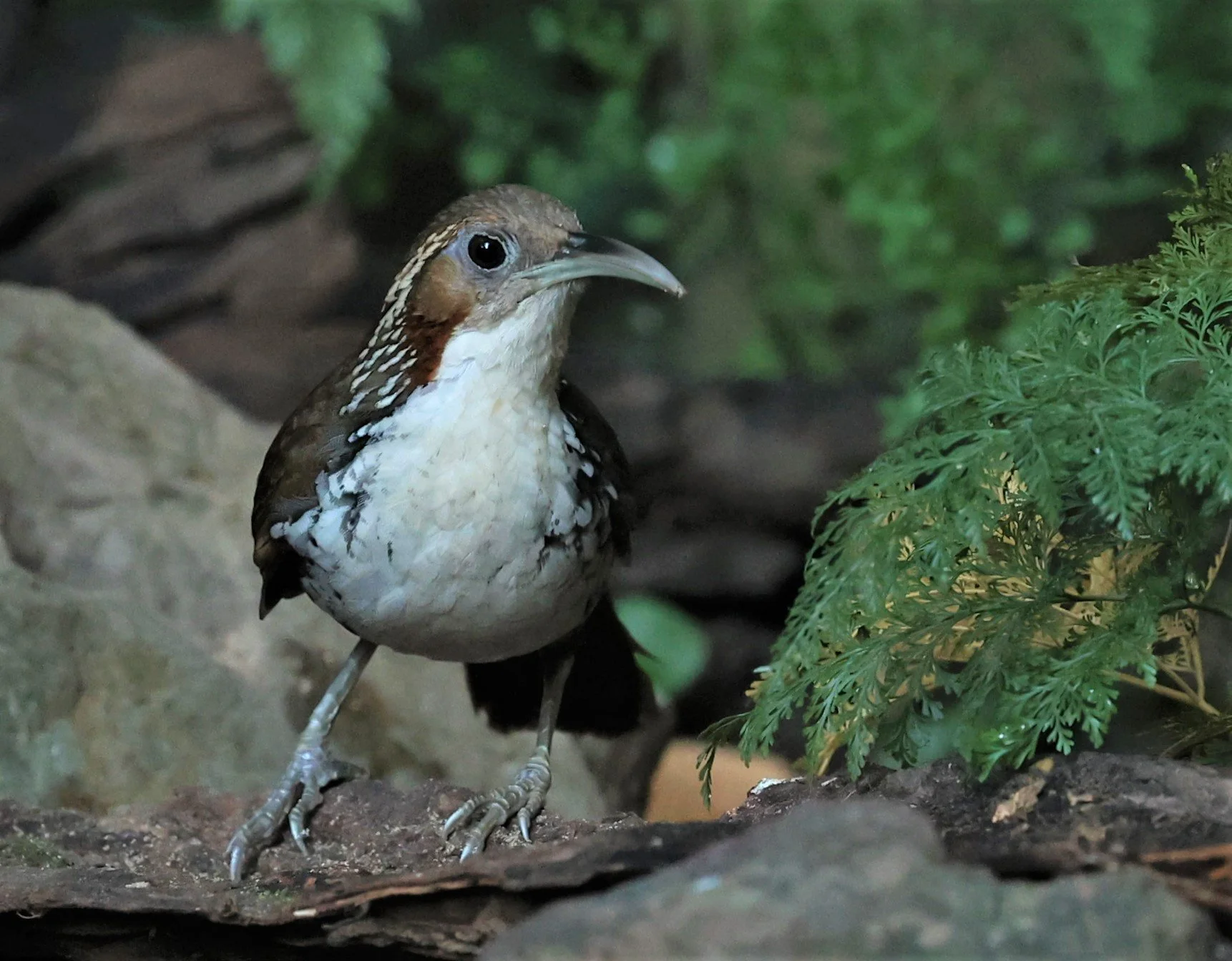 SCIMITAR BABBLER - Erythrogenys hypoleucos - LARGE SCIMITAR BABBLER - PETCHABURI PROVINCE - NUY HIDE NEAR KAENG KRACHAN JAN 2022 (36).jpg