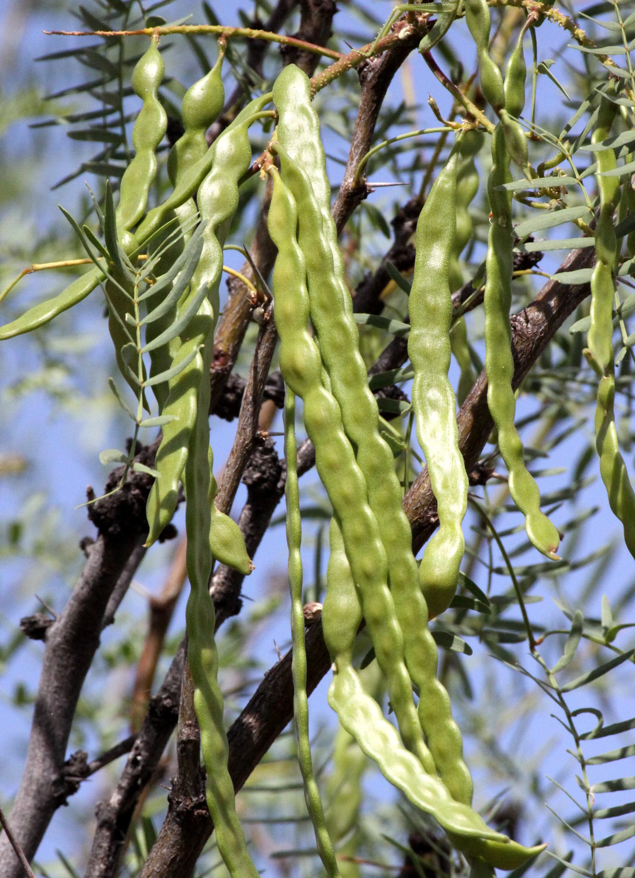 FABACEAE - PROSOPIS JULIFLORA - HONEY MESQUITE - BOSQUE MESILLA STATE PARK NEW MEXICO.JPG