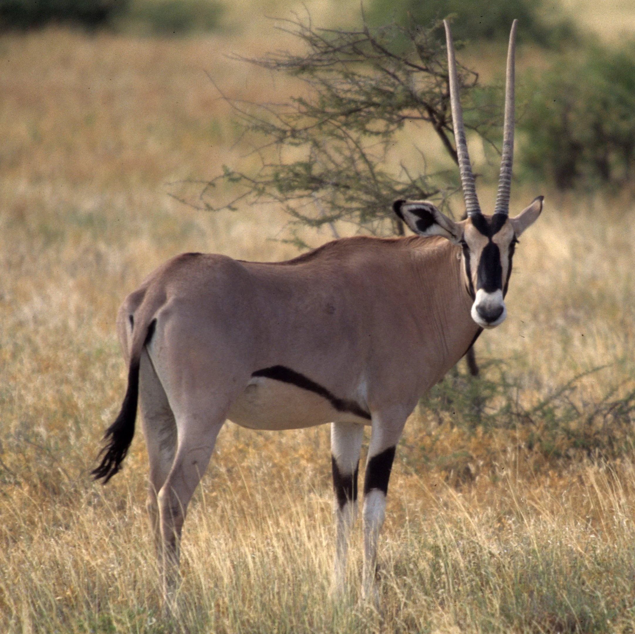 BOVID - ORYX - BEISA - SHABA (6).jpg