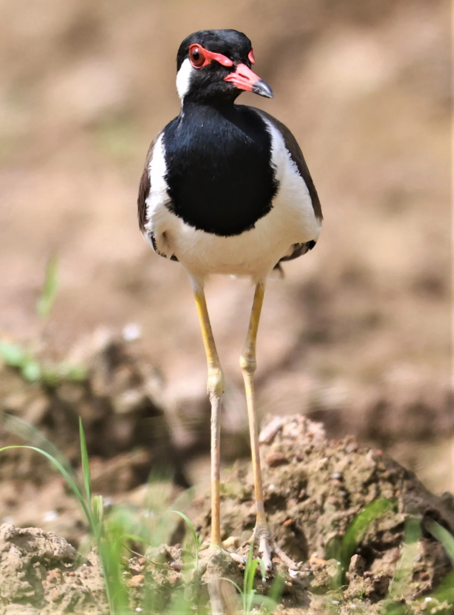 Red-wattled Lapwing (Vanellus indicus) produce the ubiquitous warning call in and around fields and water features throughout the region