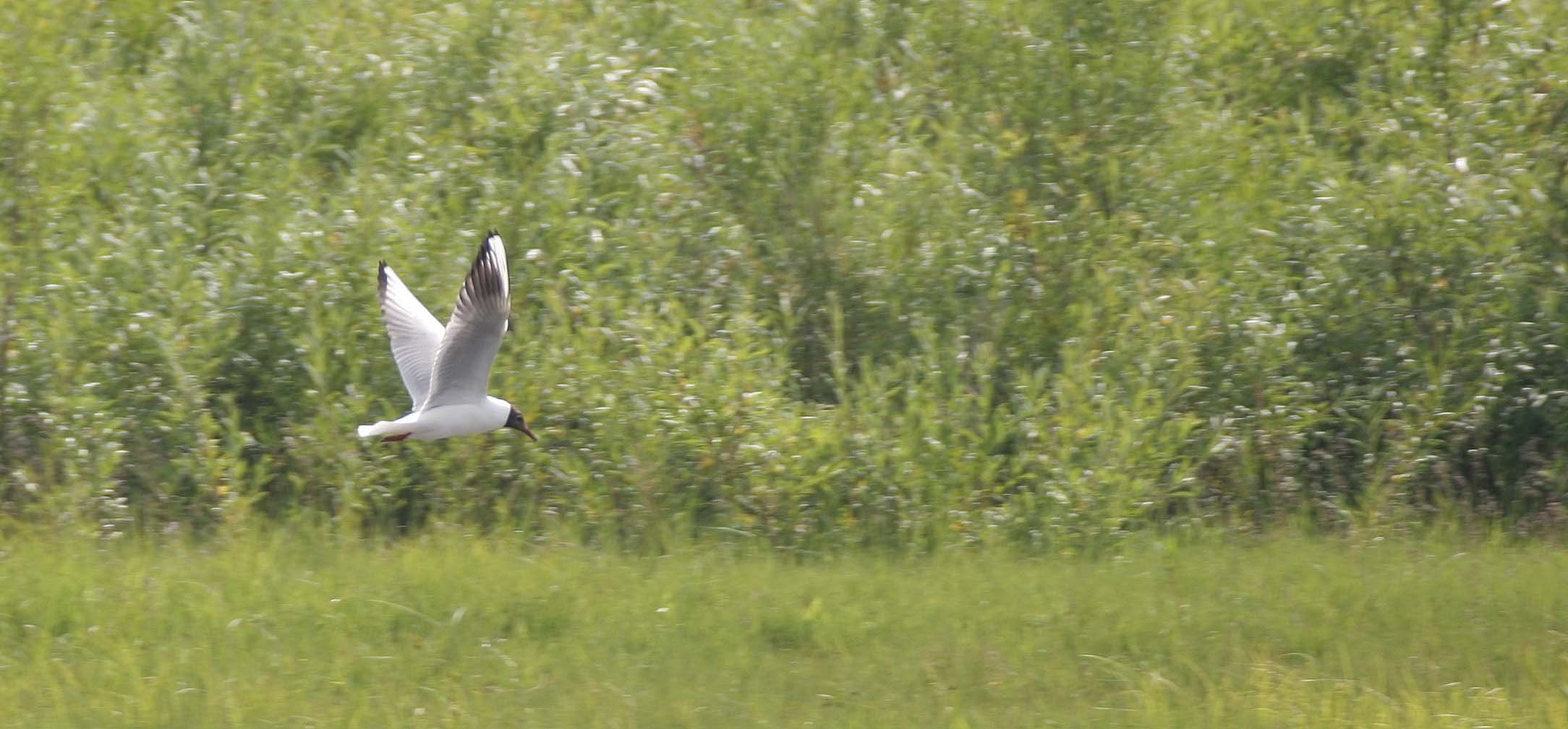 BIRD - GULL - BLACK-HEADED - SELENGA DELTA LAKE BAIKAL.jpg