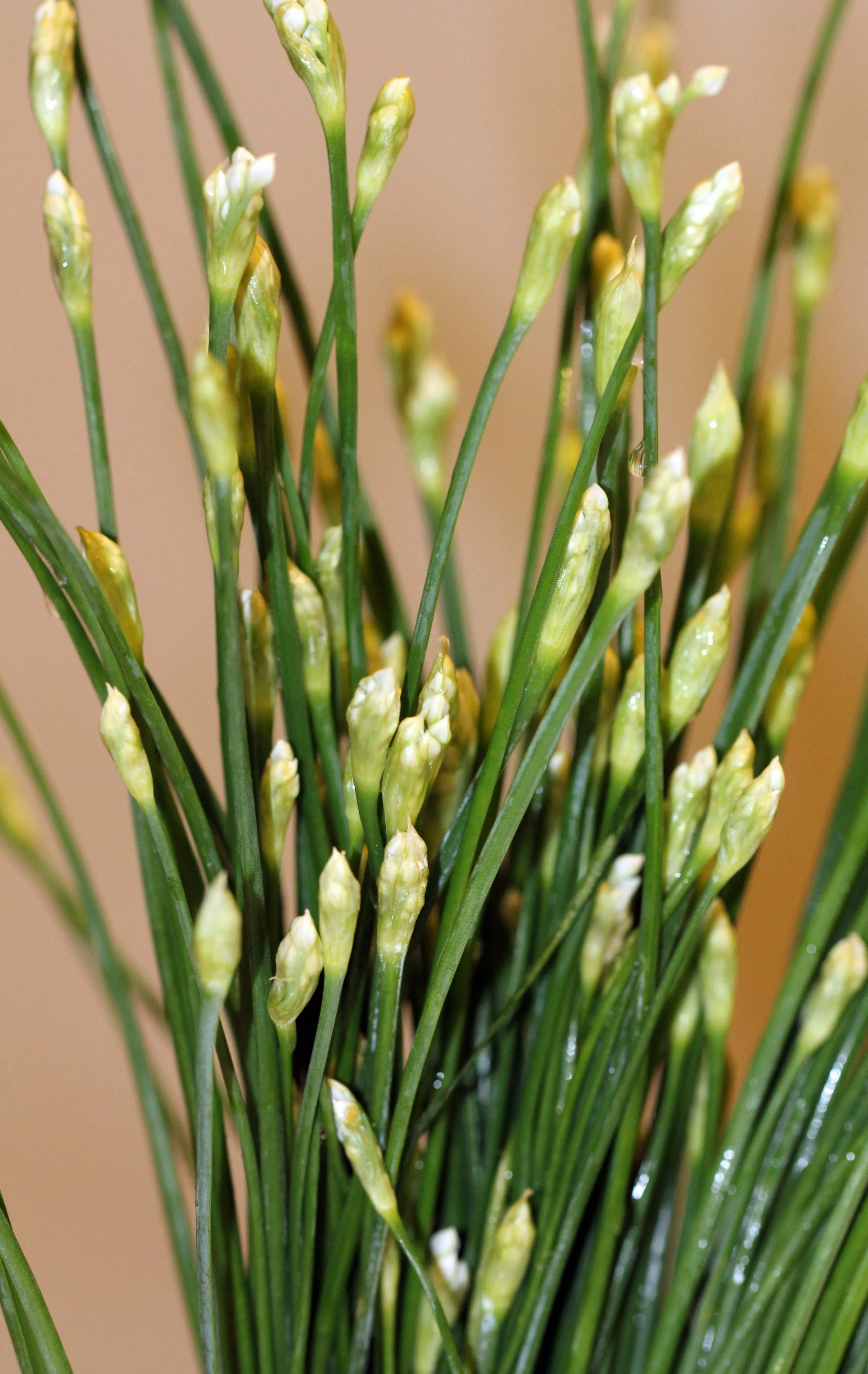 2013 - BANGKOK OCTOBER 2013 (44).JPG