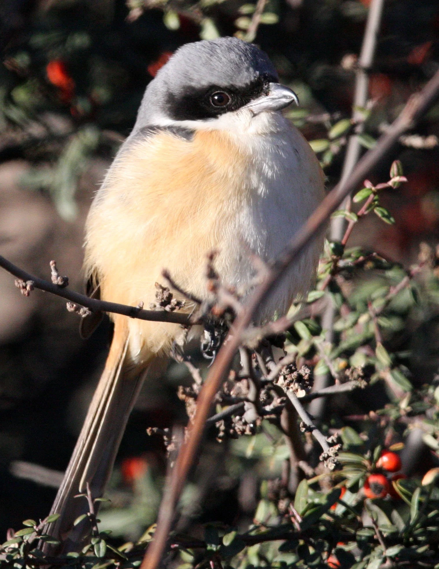 Grey-backed Shrike (Lanius tephronotus) Lijiang Yunnan in surrounding highlands (7).JPG