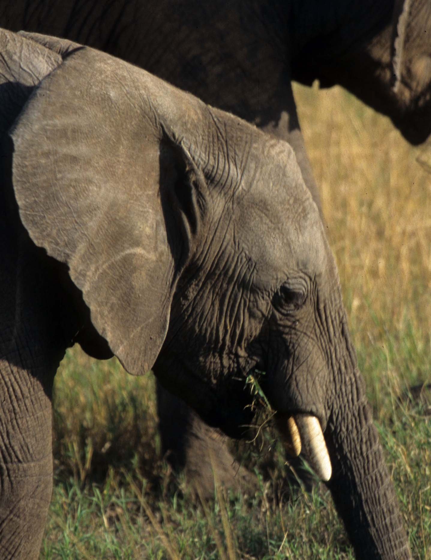 ELEPHANT - SERENGETI 19A.jpg