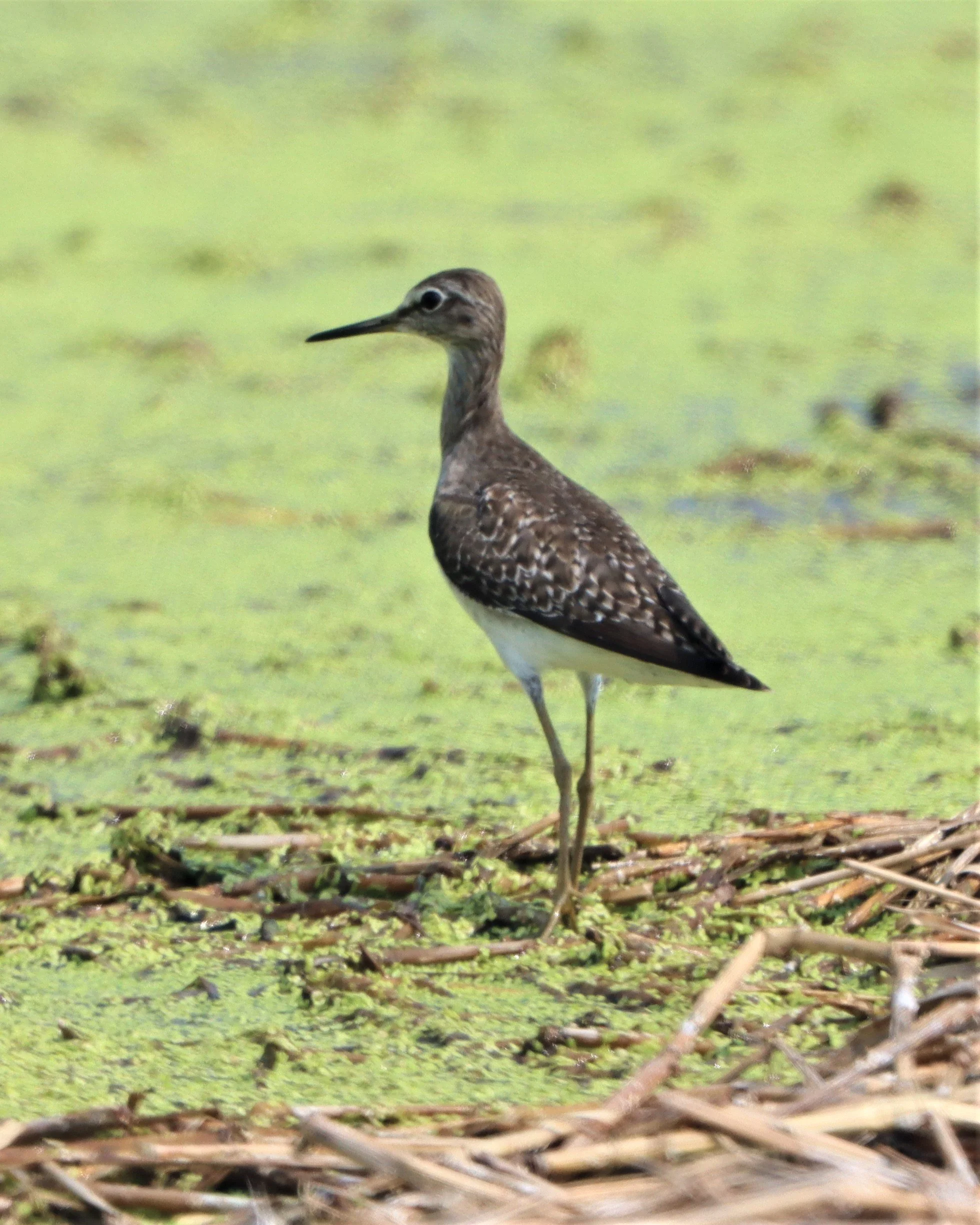 SANDPIPER - WOOD SANDPIPER - Tringa glareola - LAT KRABANG WETLANDS NEAR BKK (9).JPG