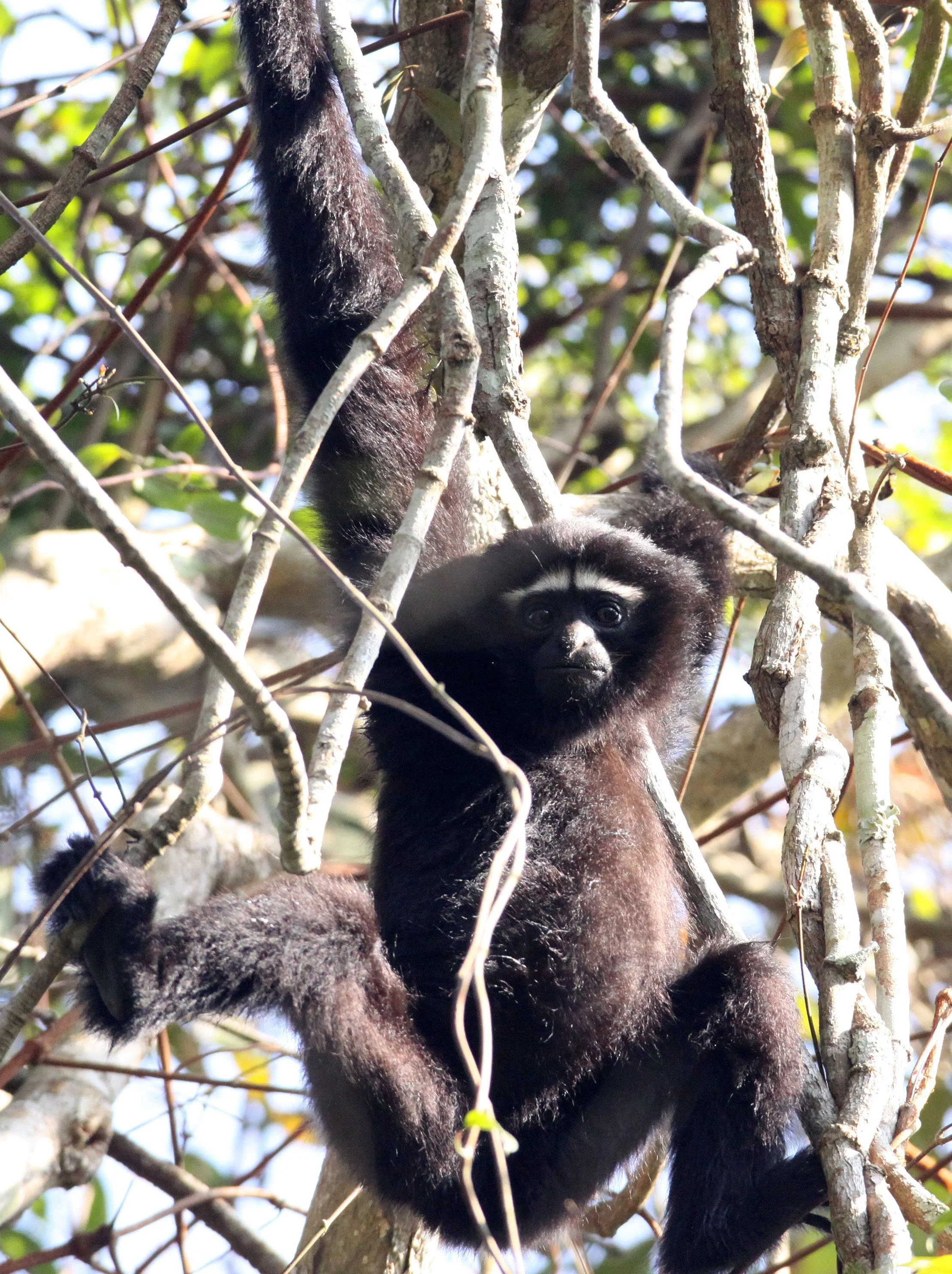 HYLOBATIDAE - Hoolock hoolock - WESTERN HOOLOCK'S GIBBON - WILD GIBBON SANCTUARY ASSAM INDIA (230).JPG