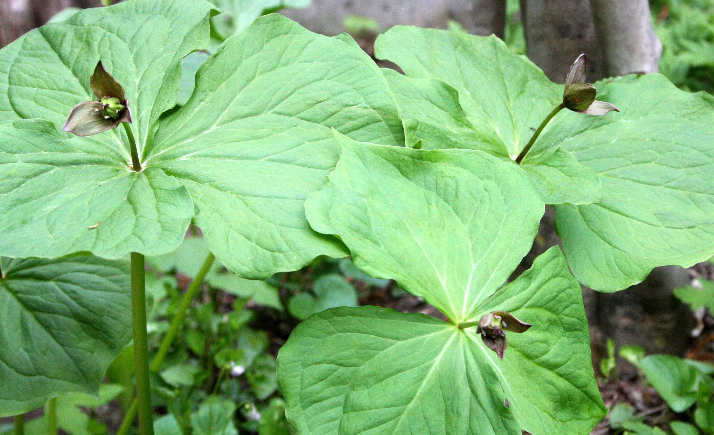 LILIACEAE - TRILLIUM SMALII - TRILLIUM - SHIMOKITA PENINSULA JAPAN.JPG