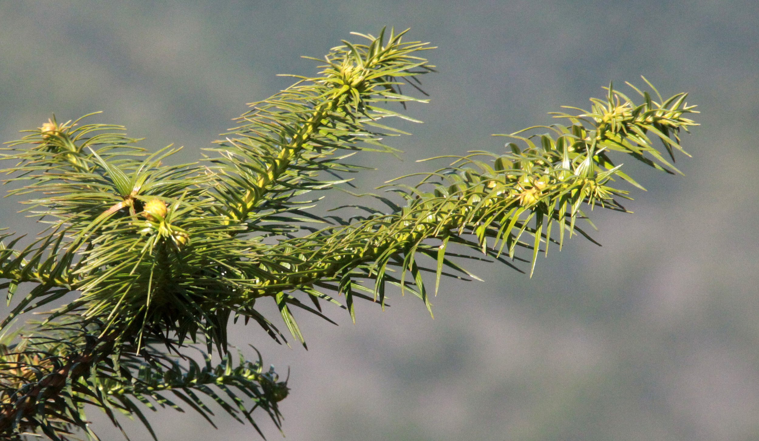 TAXODIACEAE - CUNNINGHAMIA LANCEOLATA - MEIHUASHAN NATIONAL PARK FUJIAN CHINA (1).JPG