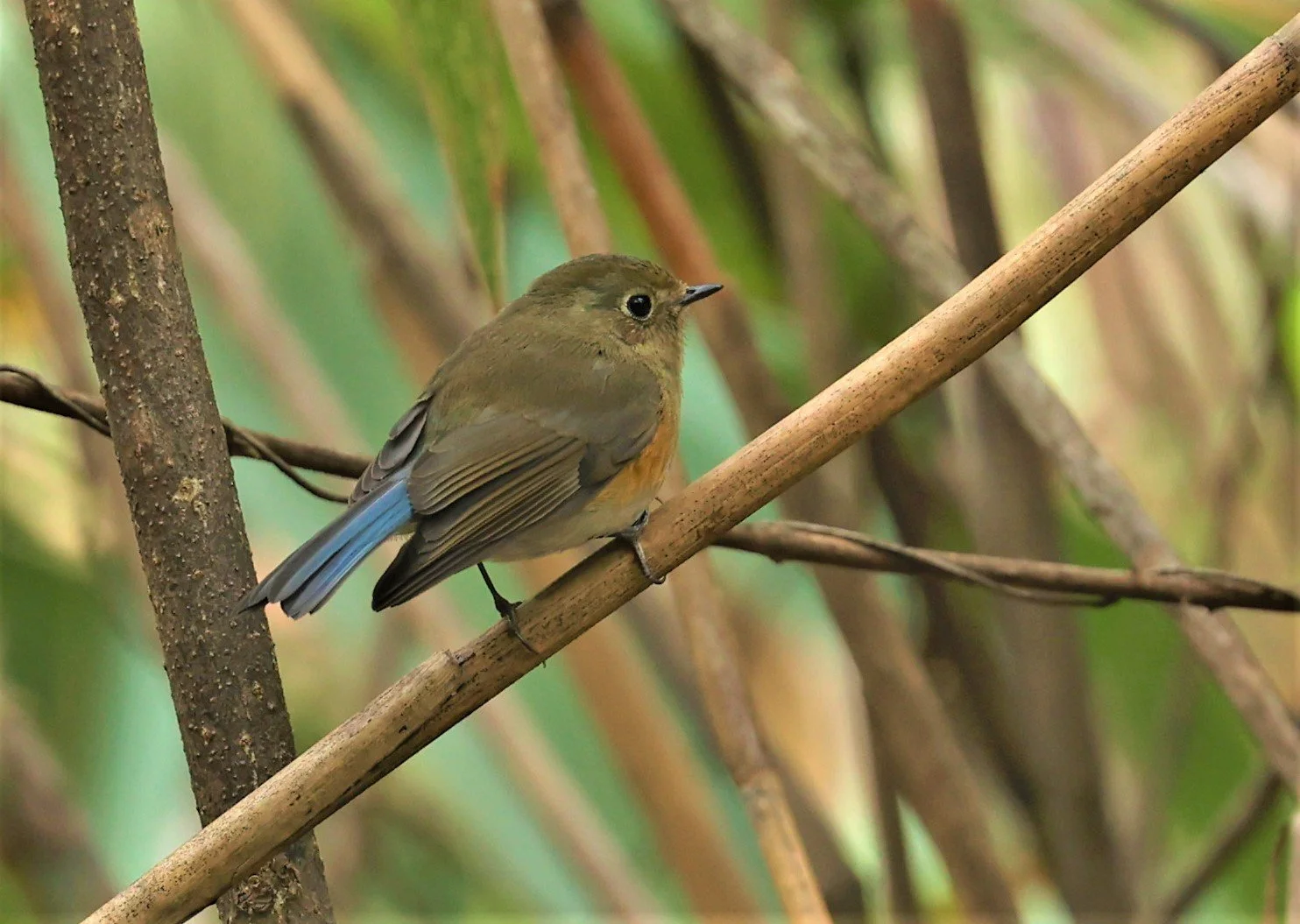 BLUETAIL - HIMALAYAN BLUETAIL - Tarsiger rufilatus - DOI SAN JU (DOI LANG WEST) FEB 2022 (6).jpg