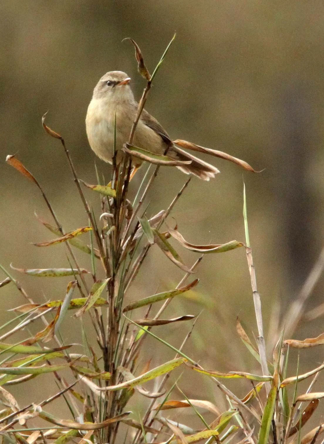 BIRD - WARBLER - DUSKY WARBLER - PHYLLOSCOPUS FUSCATUS - WAWU SHAN MOUNTAIN GEOPARK SICHUAN CHINA (4).JPG