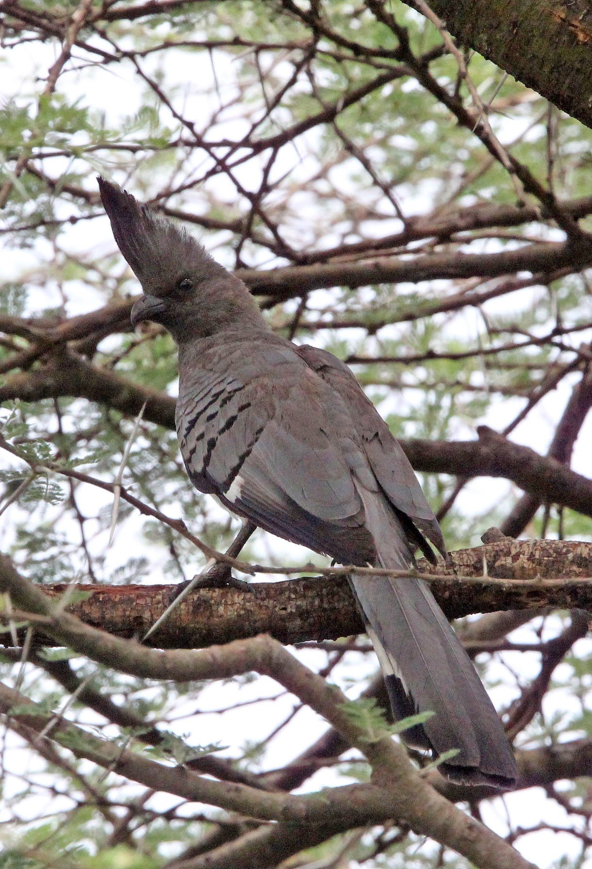 White-bellied Go-away-bird (Crinifer leucogaster) Awash NP Ethiopia (2).JPG