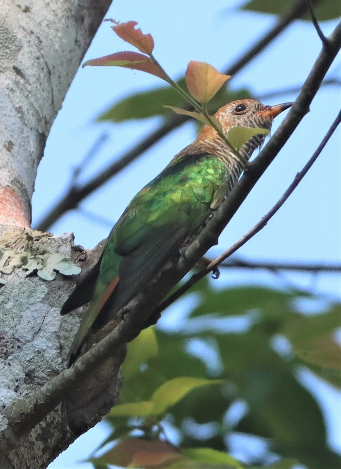 Asian Emerald Green Cuckoo (Chrysococcyx maculatus) Khao Yai NP (9).jpg