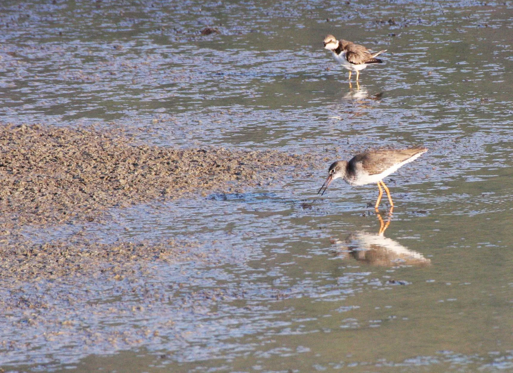REDSHANK - COMMON REDSHANK - Tringa totanus - KHAO SAM ROI YOT THAILAND - VERIFY ID (1).JPG