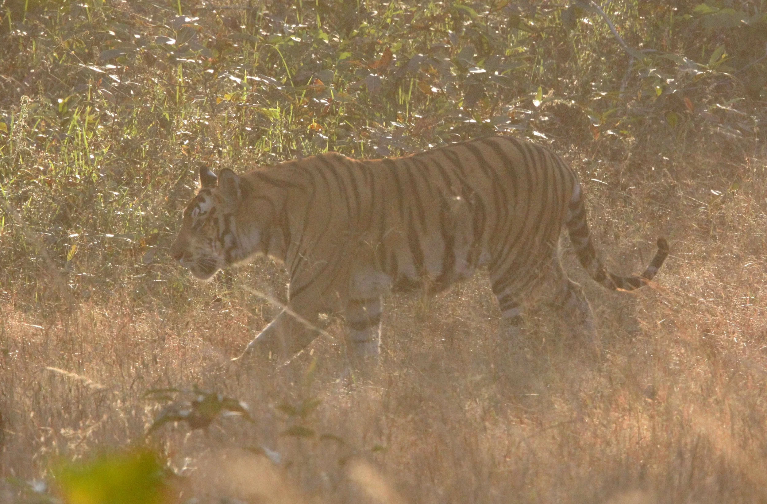 Panthera tigris tigris - BENGAL TIGER - BANDHAVGAR NATIONAL PARK MADHYA PRADESH INDIA (5).JPG