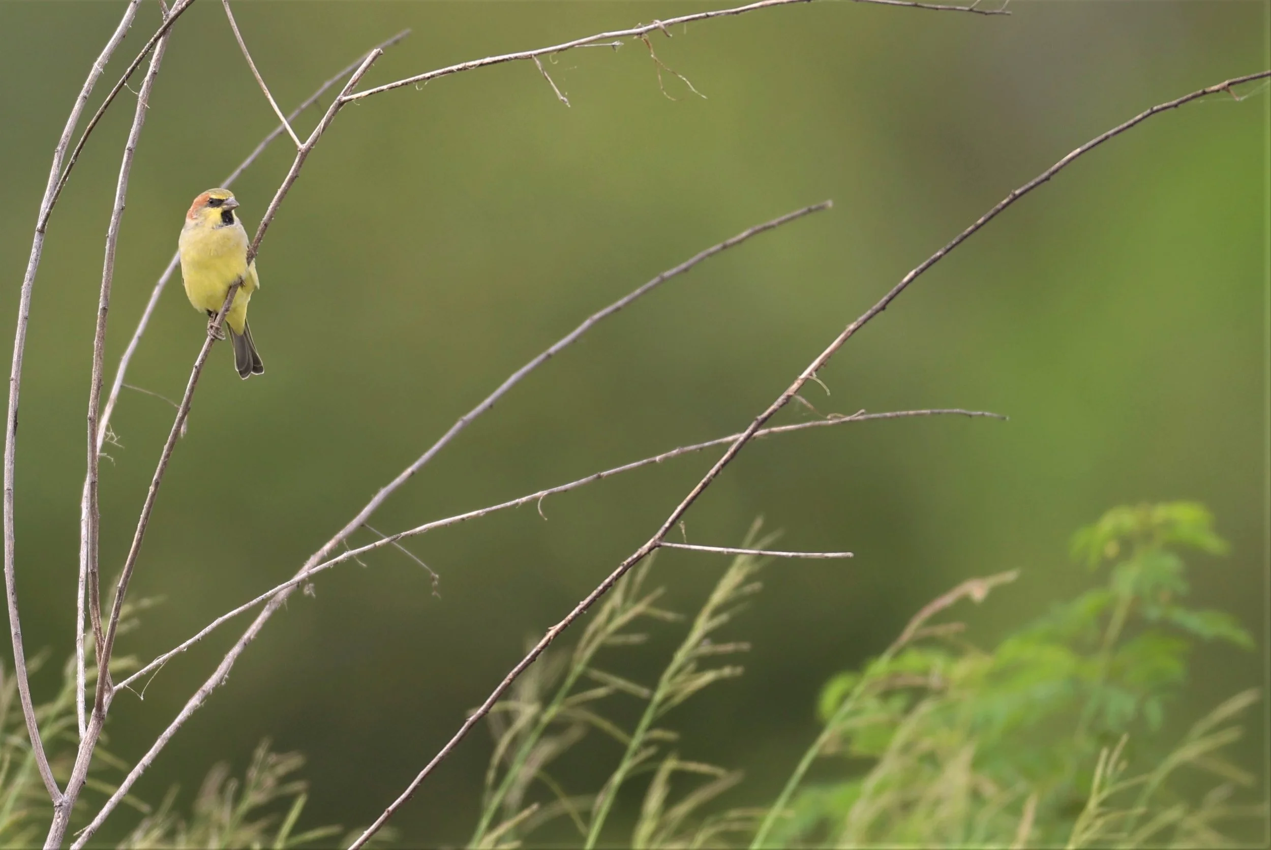 Plain-backed Sparrow (Passer flaveolus) Khlong Tamru Thailand (12).jpg