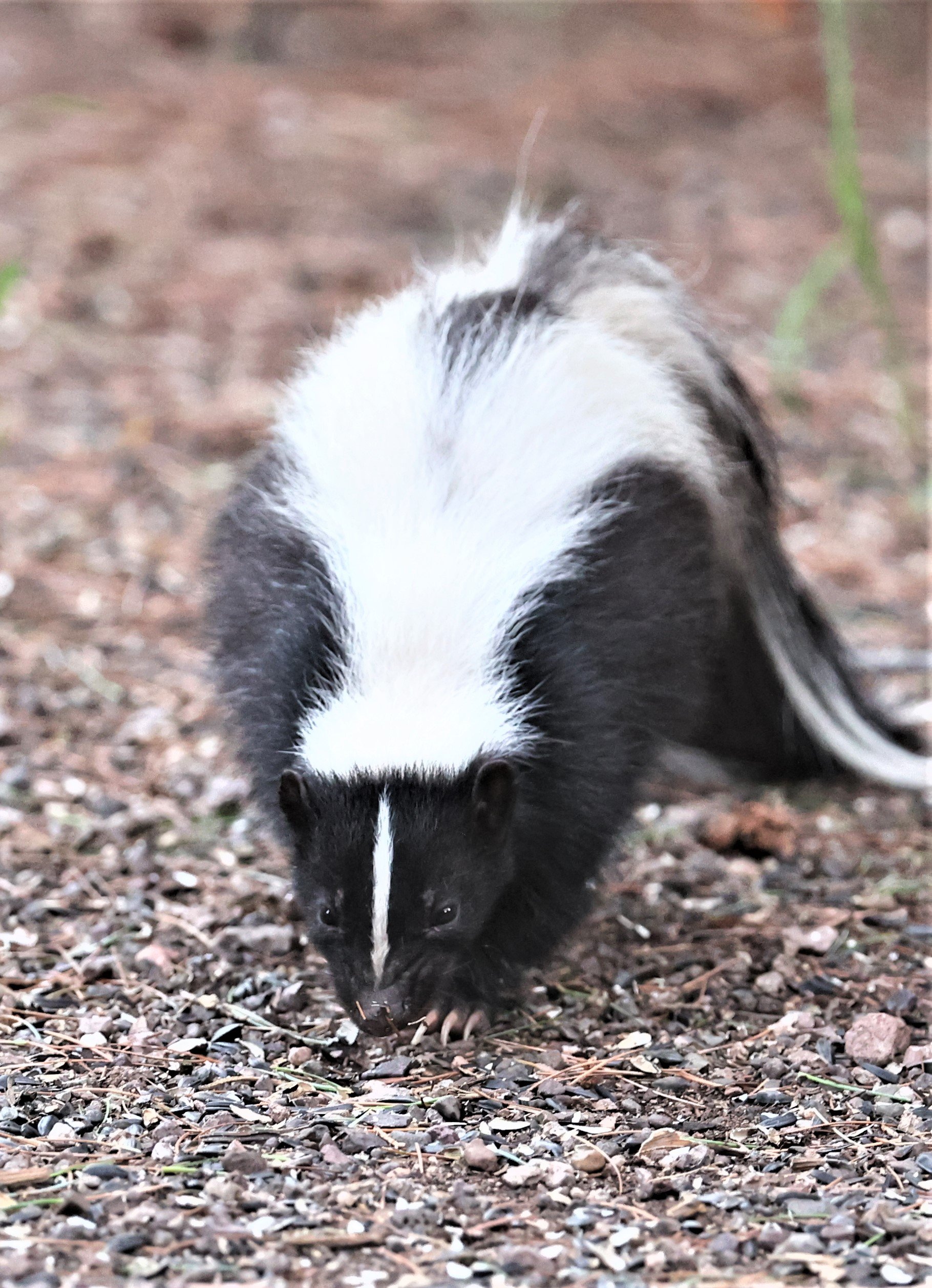 Mephitis mephitis - STRIPED SKUNK - CAVE CREEK ARIZONA AUGUST 2022 (1).jpg