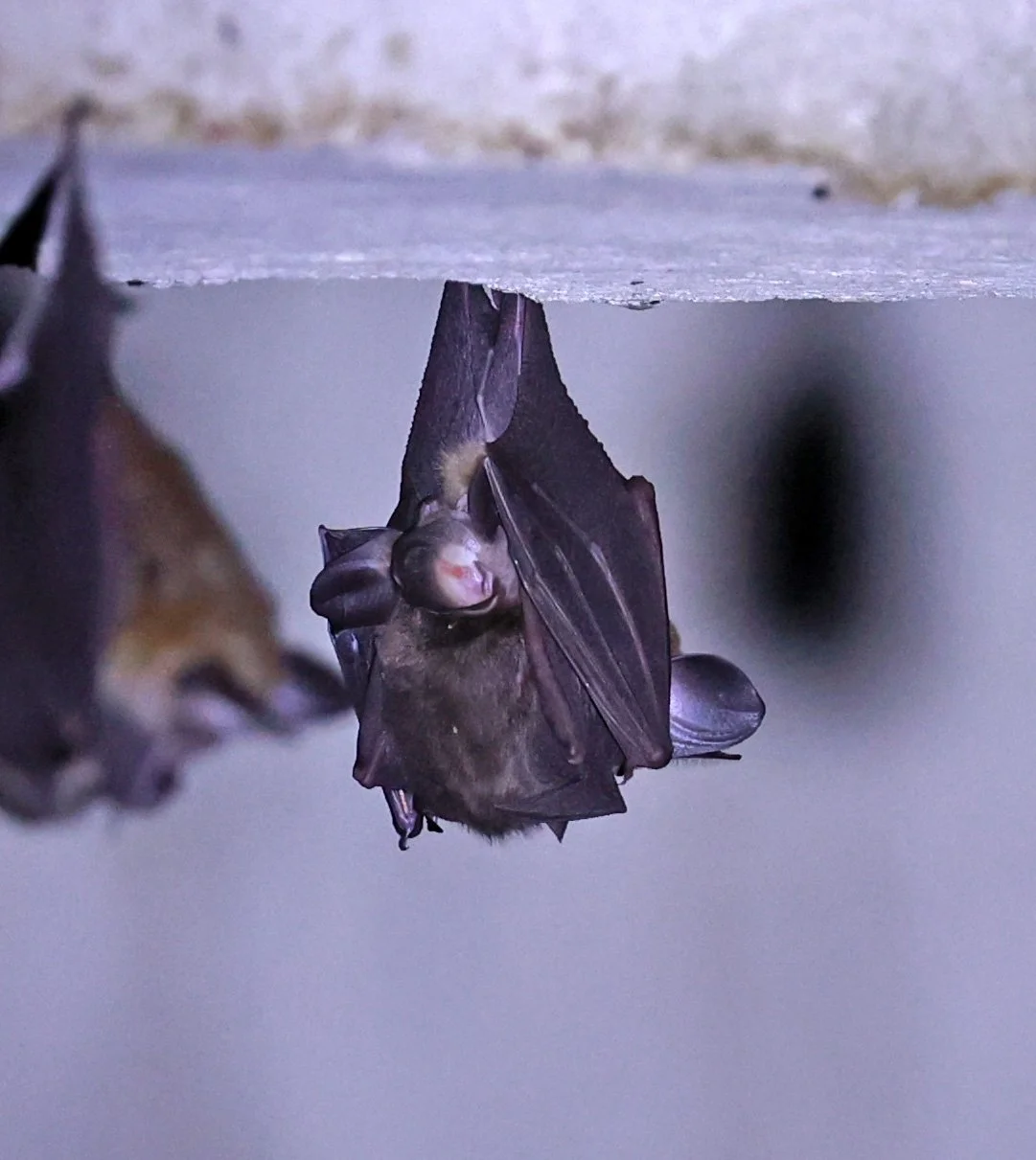 Hipposideros gentilis 