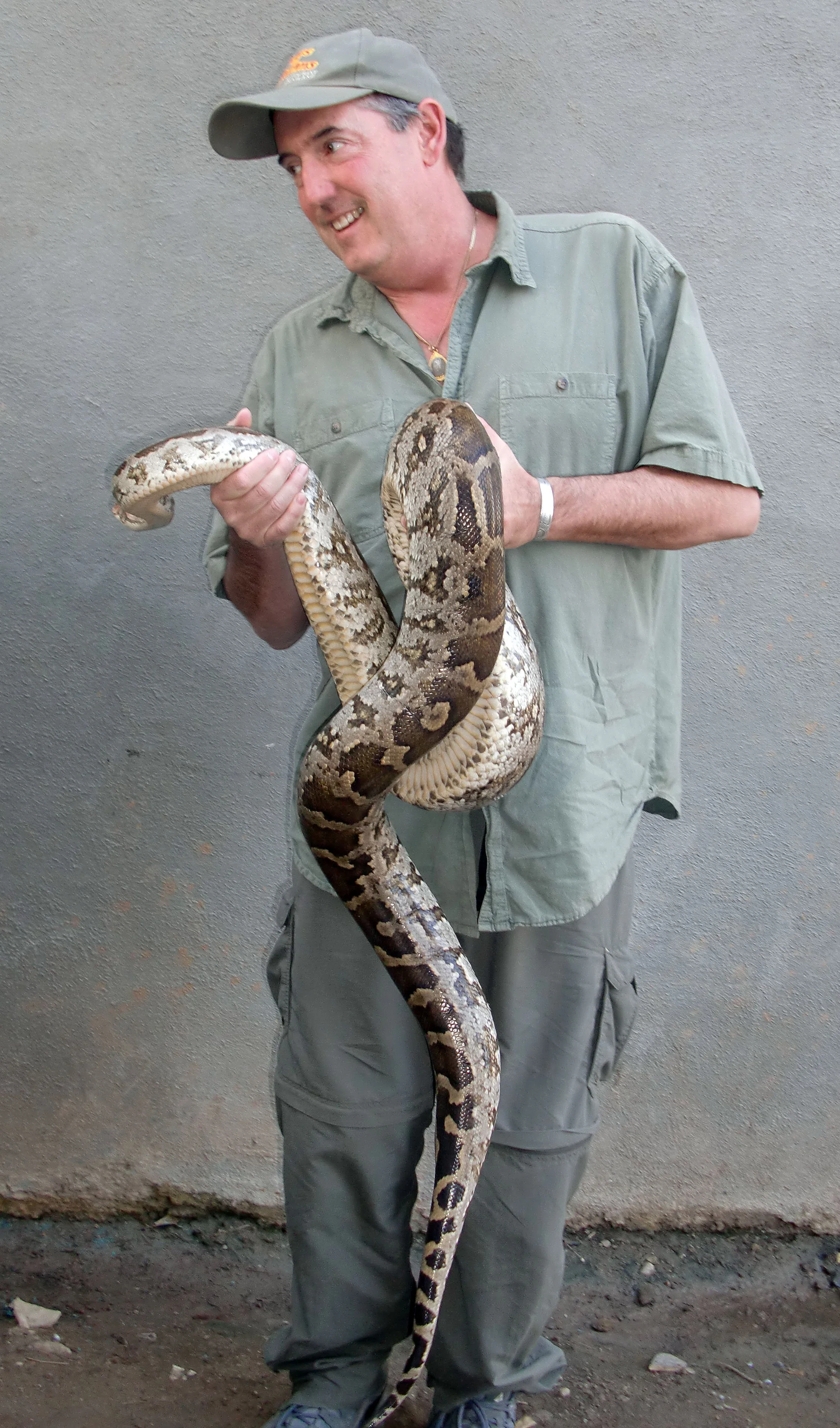 Python molurus - INDIAN ROCK PYTHON - GUJARAT INDIA (10).JPG