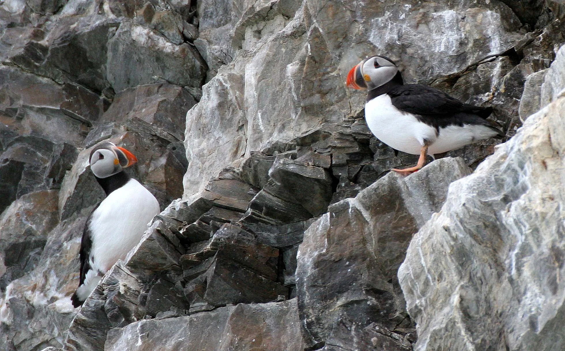 Fratercula arctica - ATLANTIC PUFFIN - SVALBARD (33).jpg