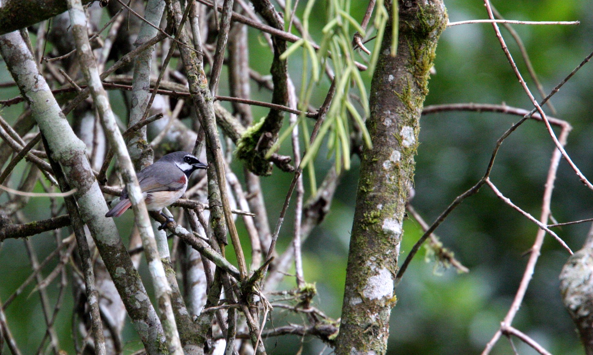 Calicalicus madagascariensis - Red-tailed Vanga - Mantadia NP, Madagascar (7).JPG