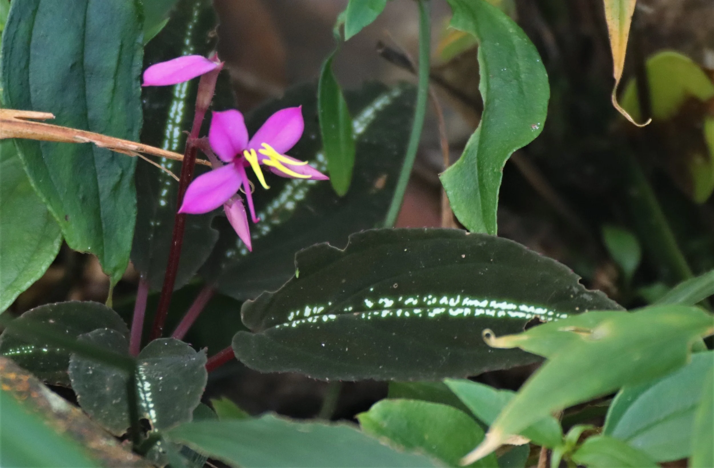 Sonerila violifolia can also be found in the moist forests at higher elevations.