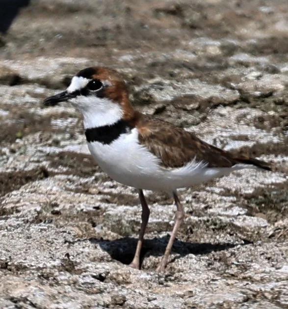 Collared Plover (Anarhynchus collaris) Chaco Lodge & Laguna Salada Paraguay (15).jpg
