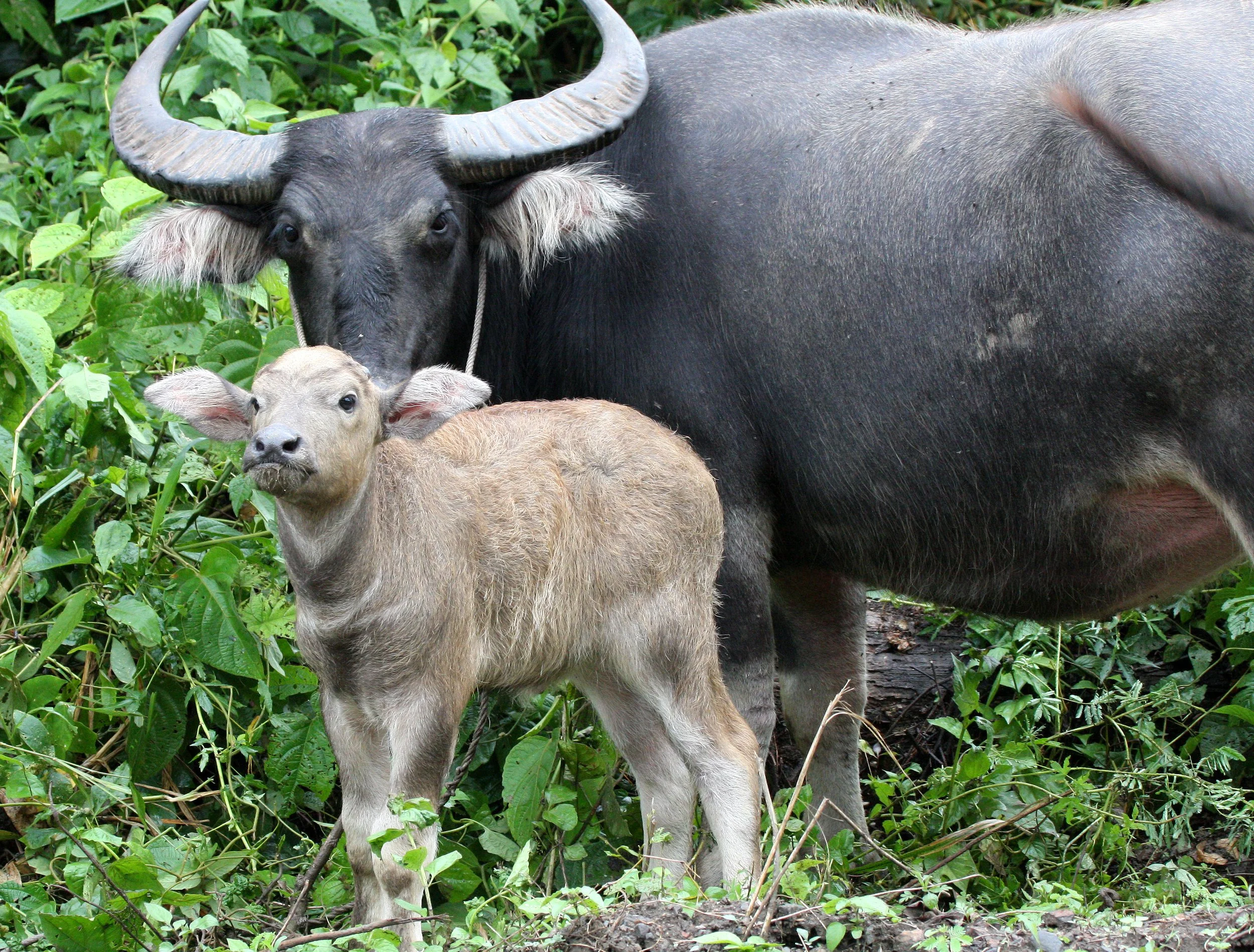 2008 Huai Kha Khaeng Road Trip - First Trip to the Park (131).JPG