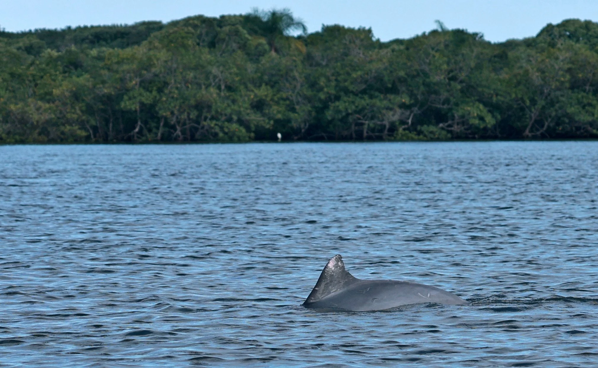 Guiana Dolphin (Sotalia guianensis) Superagüi National Park, Brazil (30).jpg