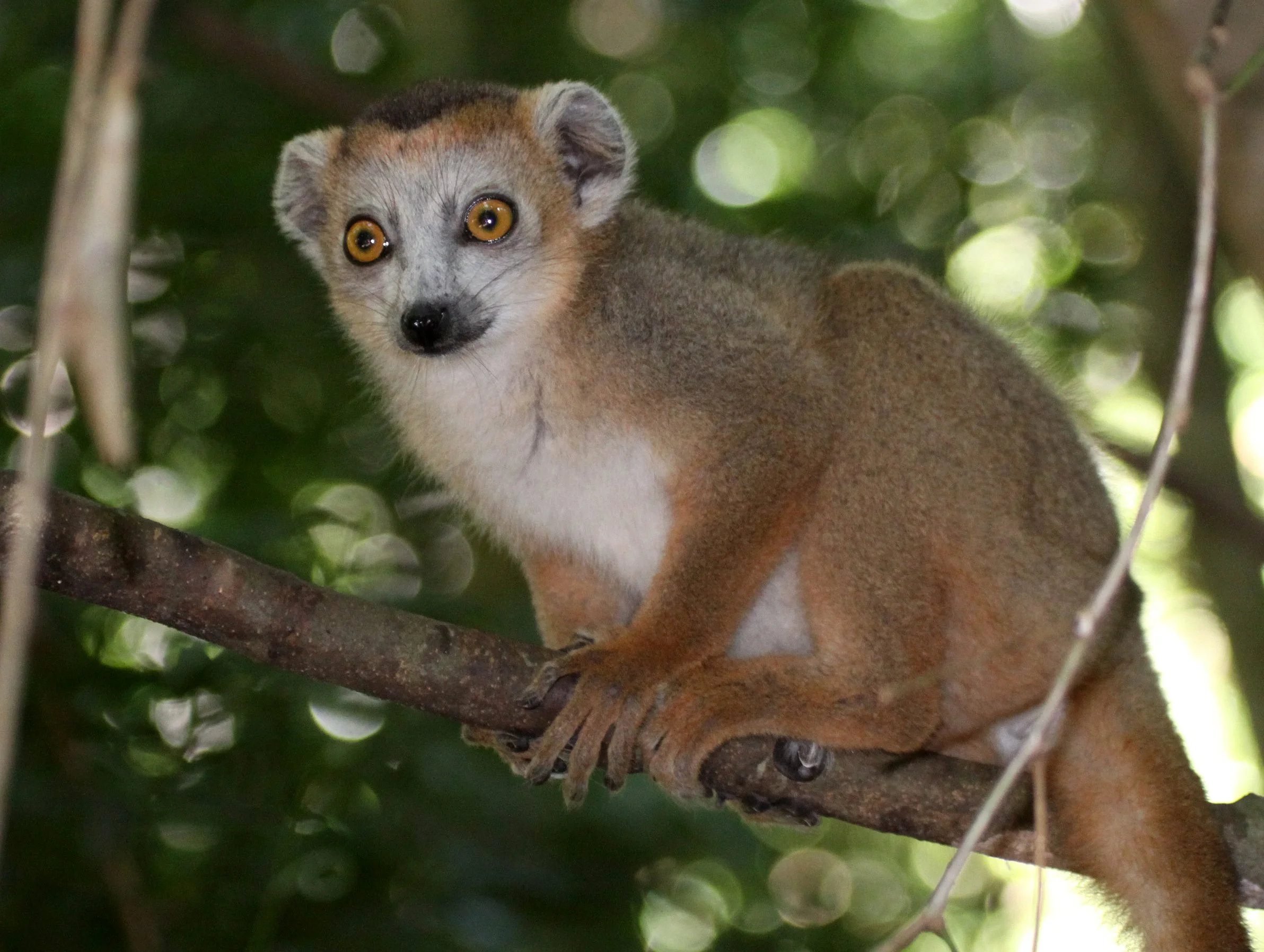 LEMURIDAE - Eulemur coronatus - CROWNED LEMUR - ANKARANA NATIONAL PARK MADAGASCAR (37).JPG
