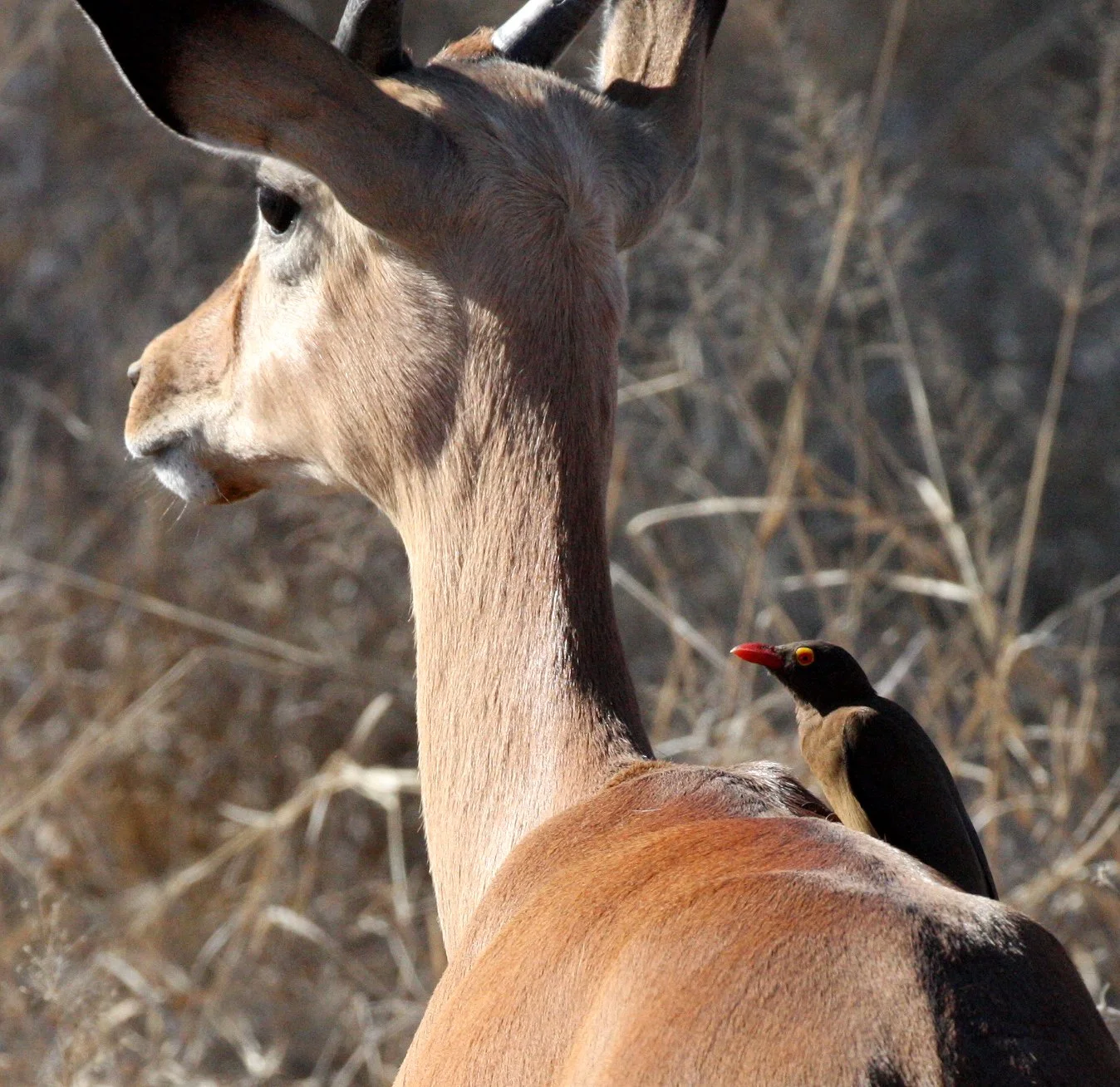 BIRD - OXPECKER - RED-BILLED OXPECKER - KRUGER NATIONAL PARK SOUTH AFRICA (3).JPG