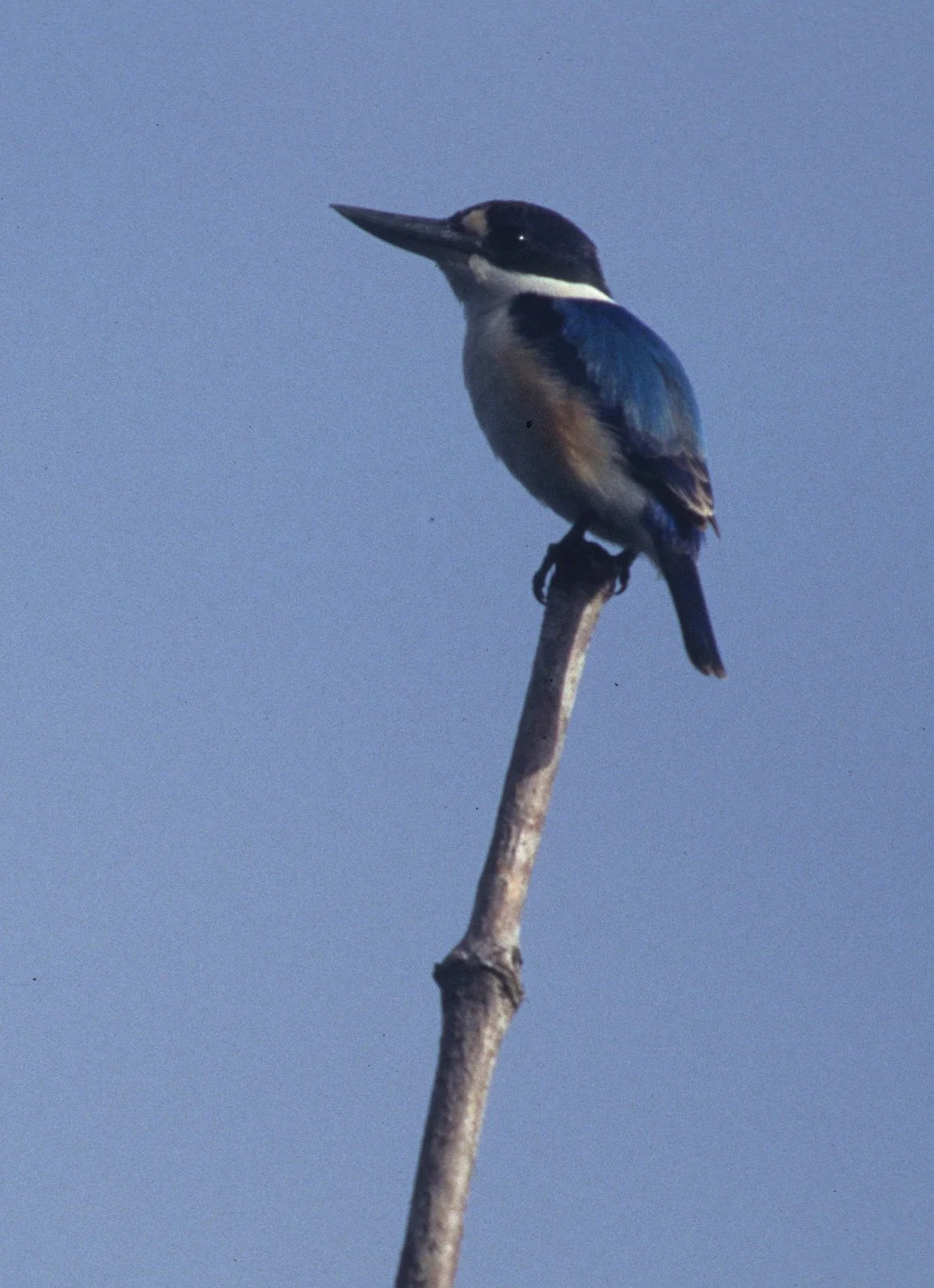BIRD - KINGFISHER - AZURE - KAKADU AUSTRALIA .jpg