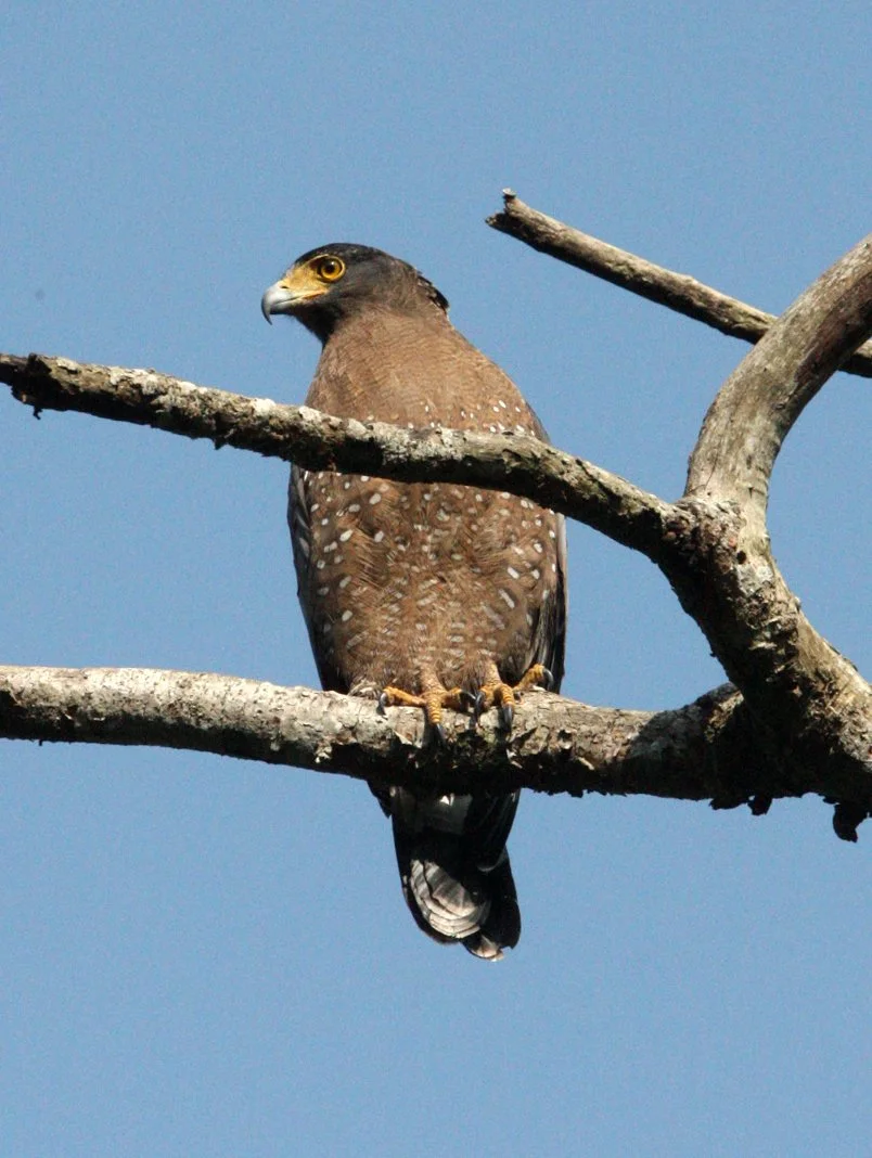 EAGLE - CRESTED SERPENT EAGLE - Spilornis cheela - KAENG KRACHAN NATIONAL PARK THAILAND (31).JPG