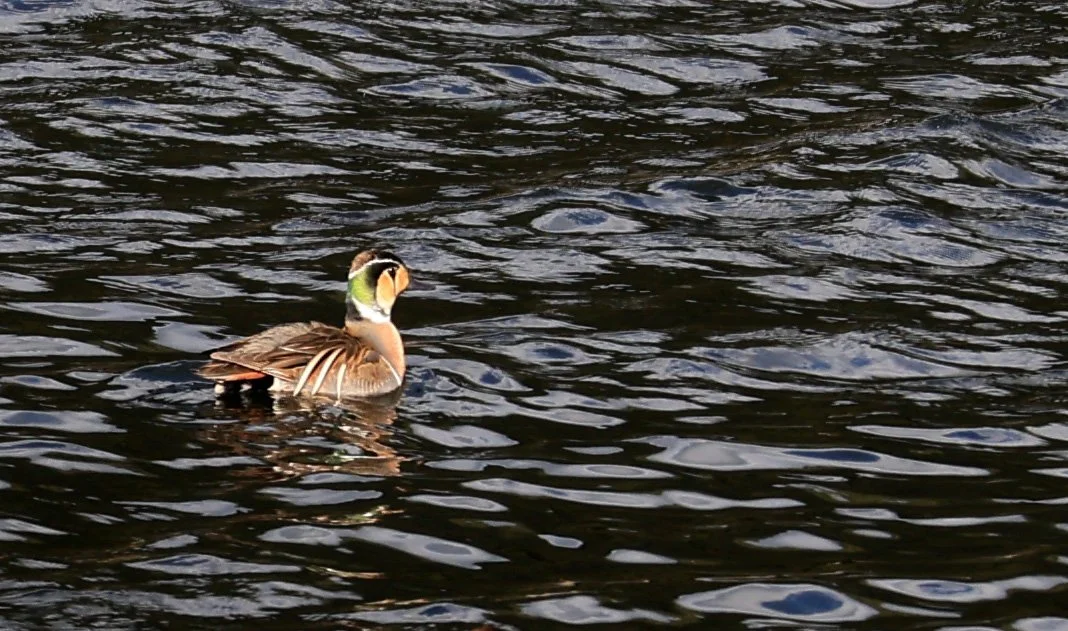 Baikal teal (Sibirionetta formosa) Takagawa Dam Lake, Kagoshima Japan (27).jpg