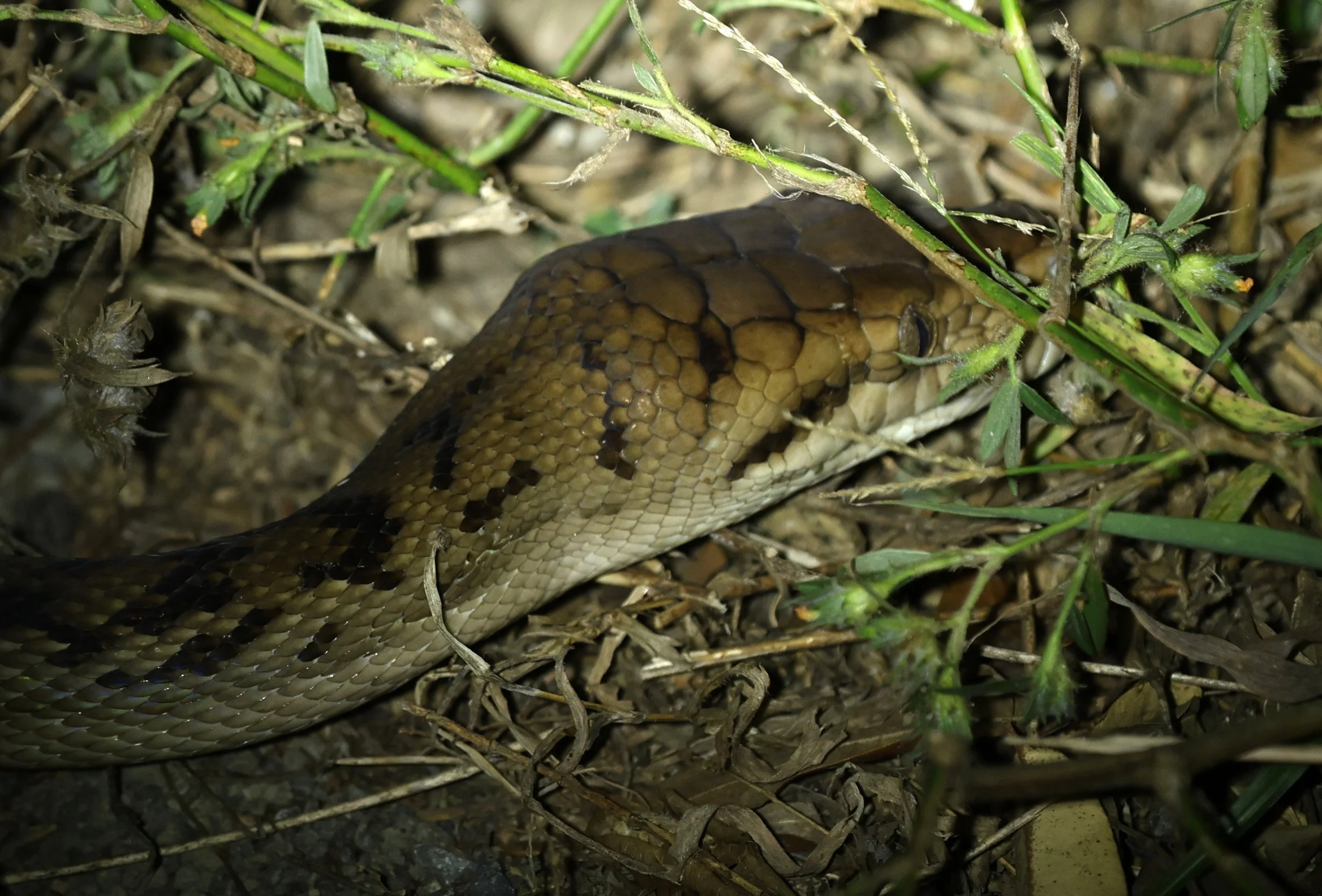Amethystine or Australian Scrub Python (Simalia kinghorni) Road to Lions Den Restaurant - Queensland