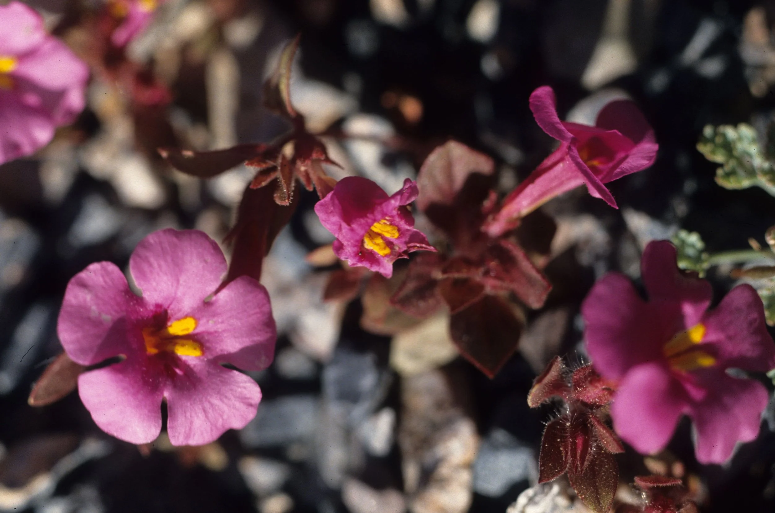 DEATH VALLEY - MIMULUS BIGELOVII - BIGELOW MIMULUS.jpg