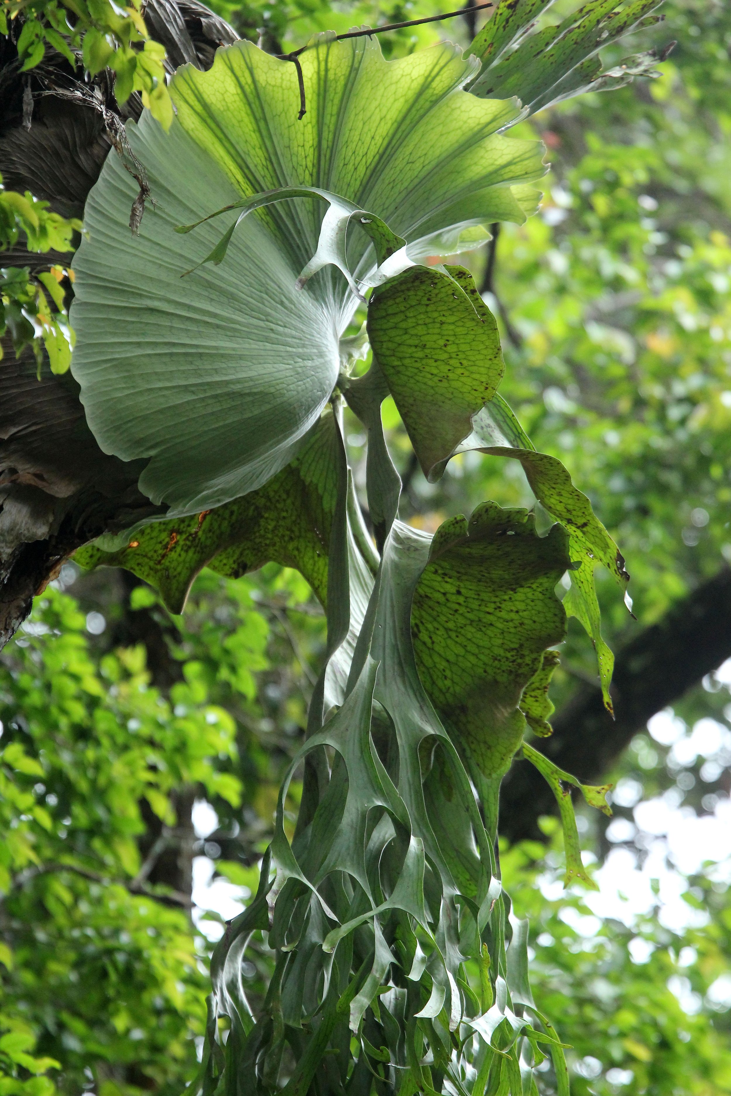 2017 Phu Khieo Wildlife Sanctuary  (20).JPG