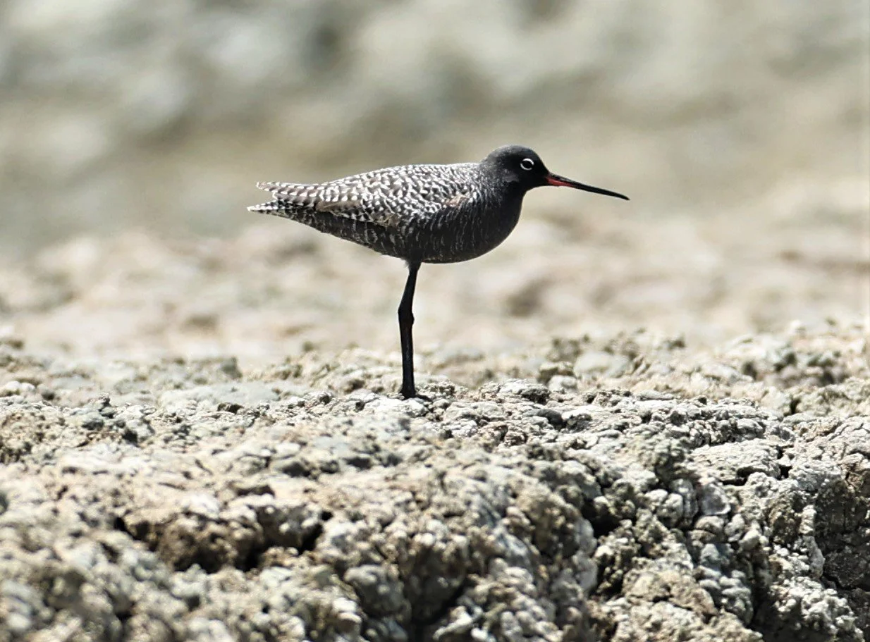 REDSHANK - SPOTTED REDSHANK - Tringa erythropus - CHACHOENGSAO SALT PONDS SALT CAFE MAY 7 2022 (76).jpg