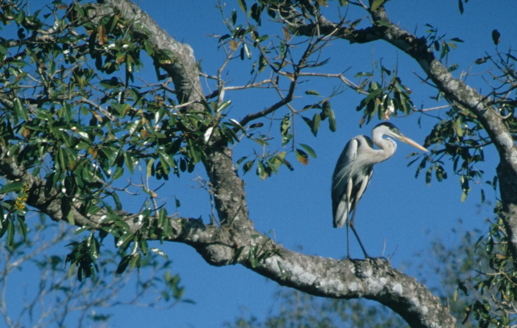 HERON - COCOI HERON (WHITE NECKED) - Ardea cocoi - PANTANAL BRAZIL (6).jpg