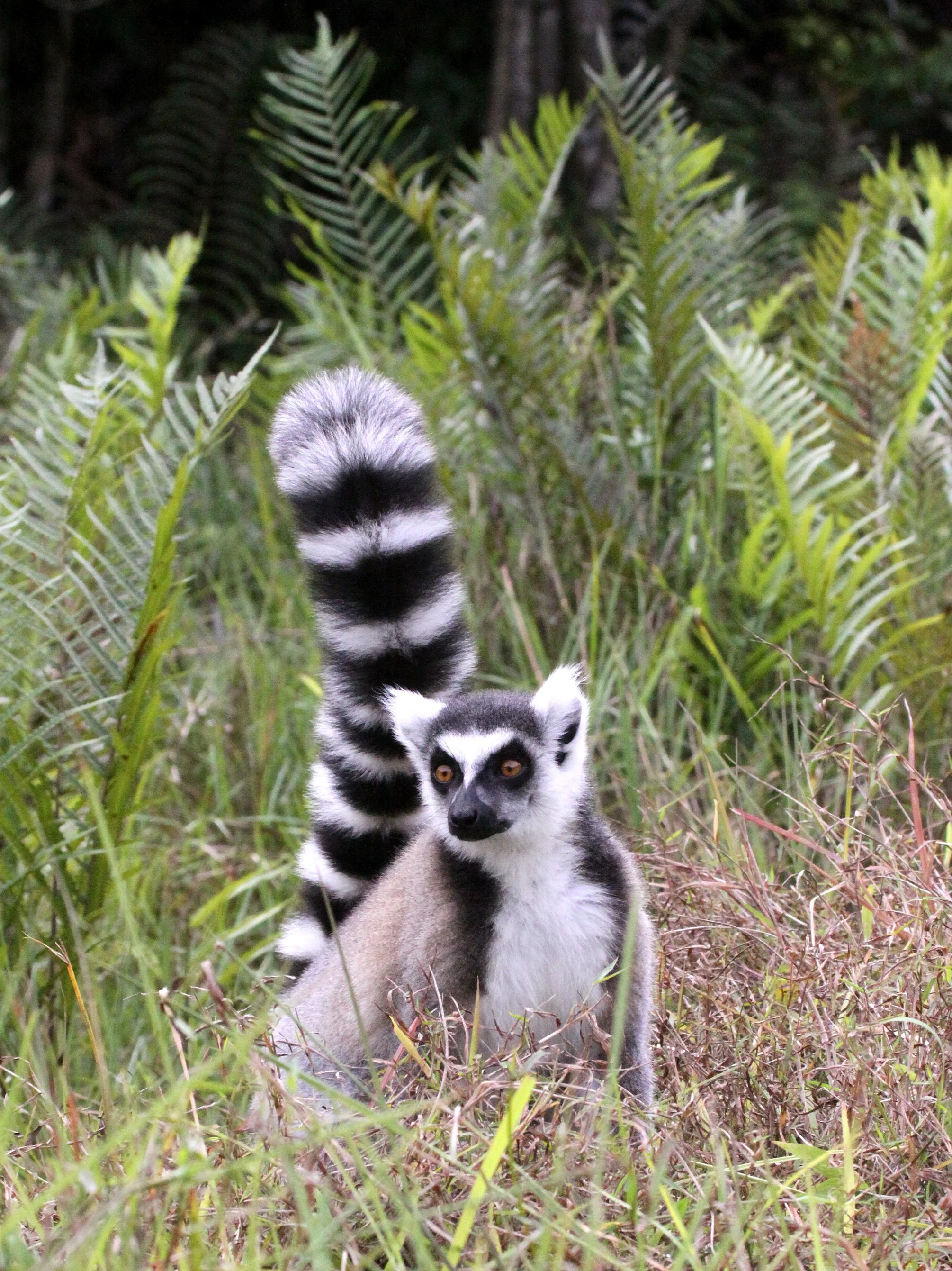 LEMURIDAE - Lemur catta - RING-TAILED LEMUR - ANDISABE NATIONAL PARK MADAGASCAR - VAKONA LODGE (39).JPG