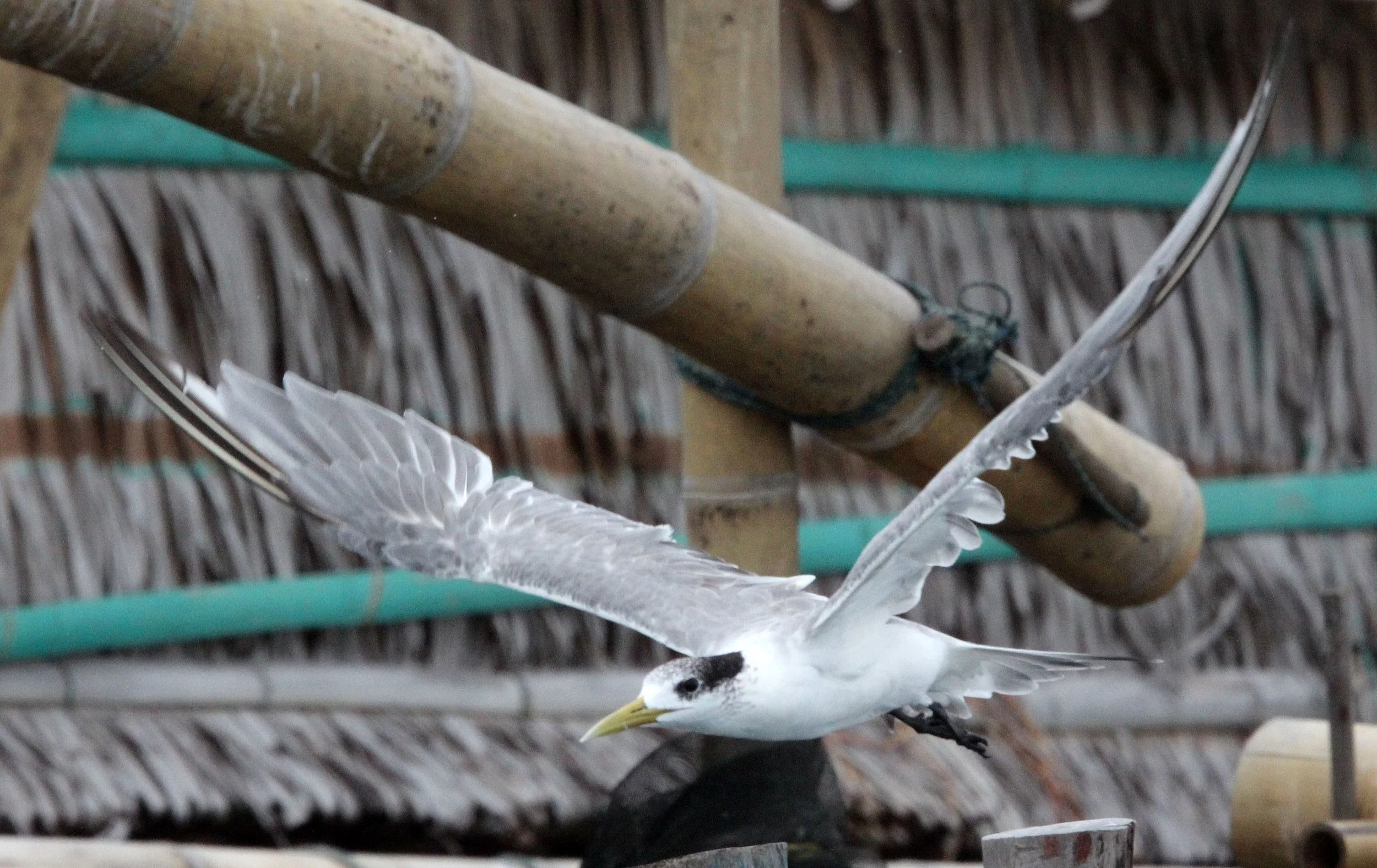 BIRD - TERN - GREAT CRESTED TERN - STERNA BERGII - UJUNG KULON NATIONAL PARK - JAVA BARAT INDONESIA (10).JPG
