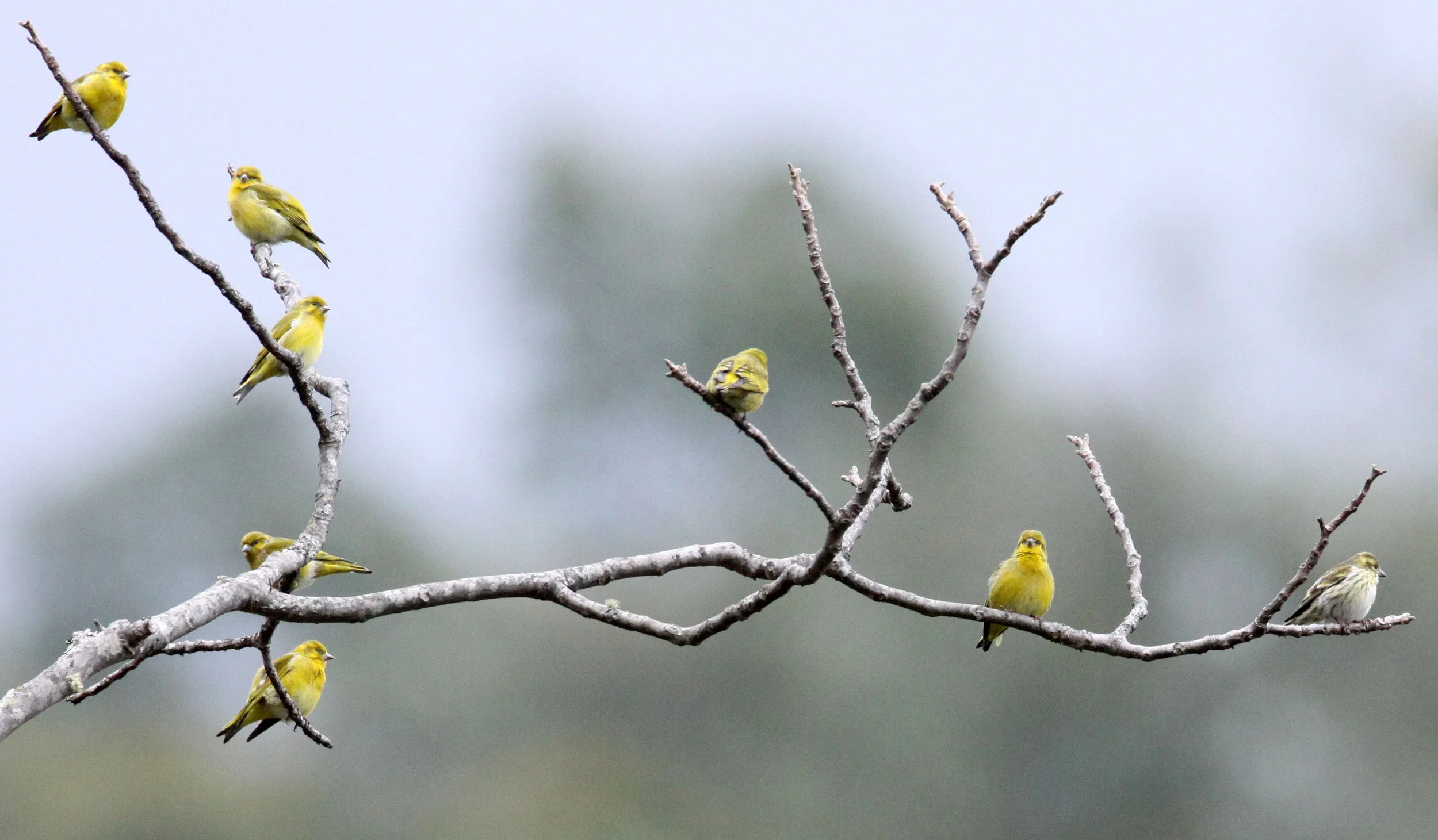 Tibetan Serin or Siskin (Spinus thibetanus) Wuliangshan Nature Reserve, Yunnan China (10).JPG