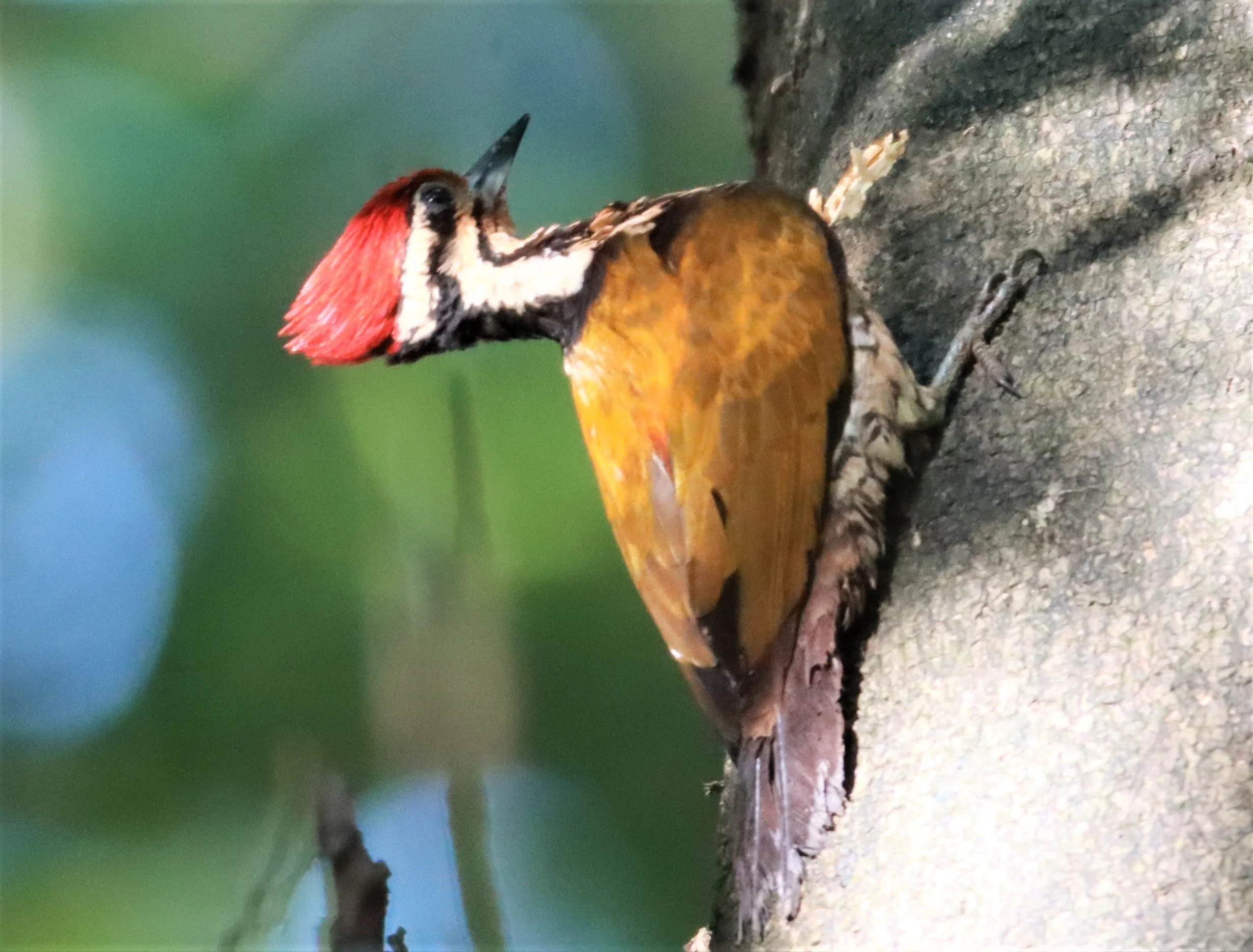 WOODPECKER - COMMON FLAMEBACK - Dinopium javenense - AO PHANG NGA NATIONAL PARK AREA (41).jpg
