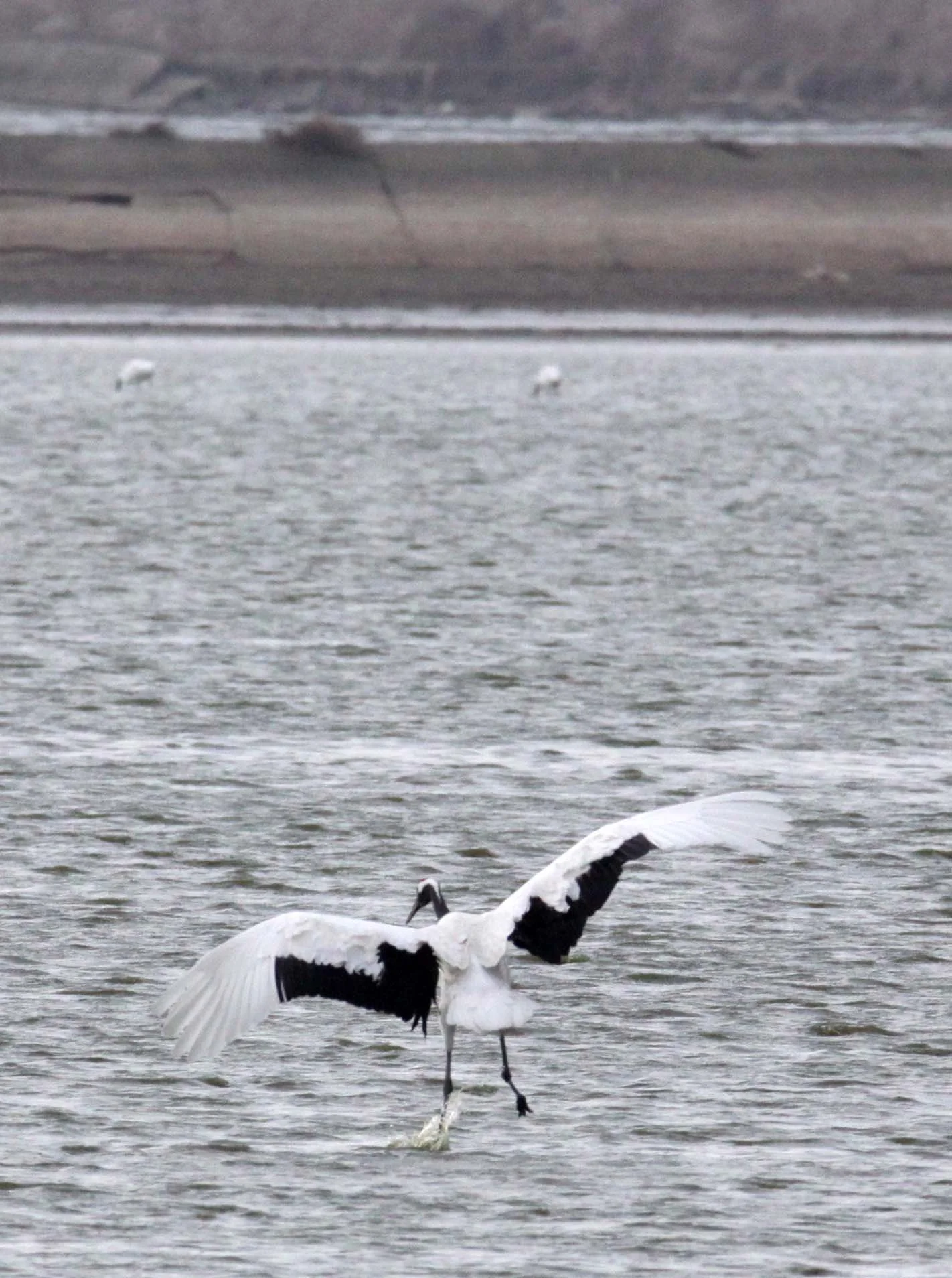 BIRD - CRANE - RED-CROWNED JAPANESE CRANE  - YANCHENG CHINA (50).JPG