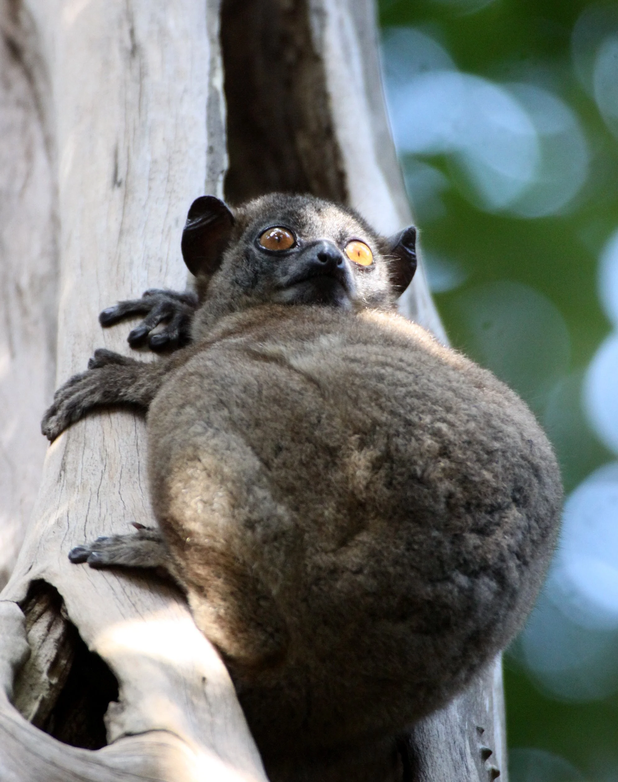LEPILEMURIDAE - Lepilemur ankaranensis - ANKARANA NATIONAL PARK MADAGASCAR (100).JPG