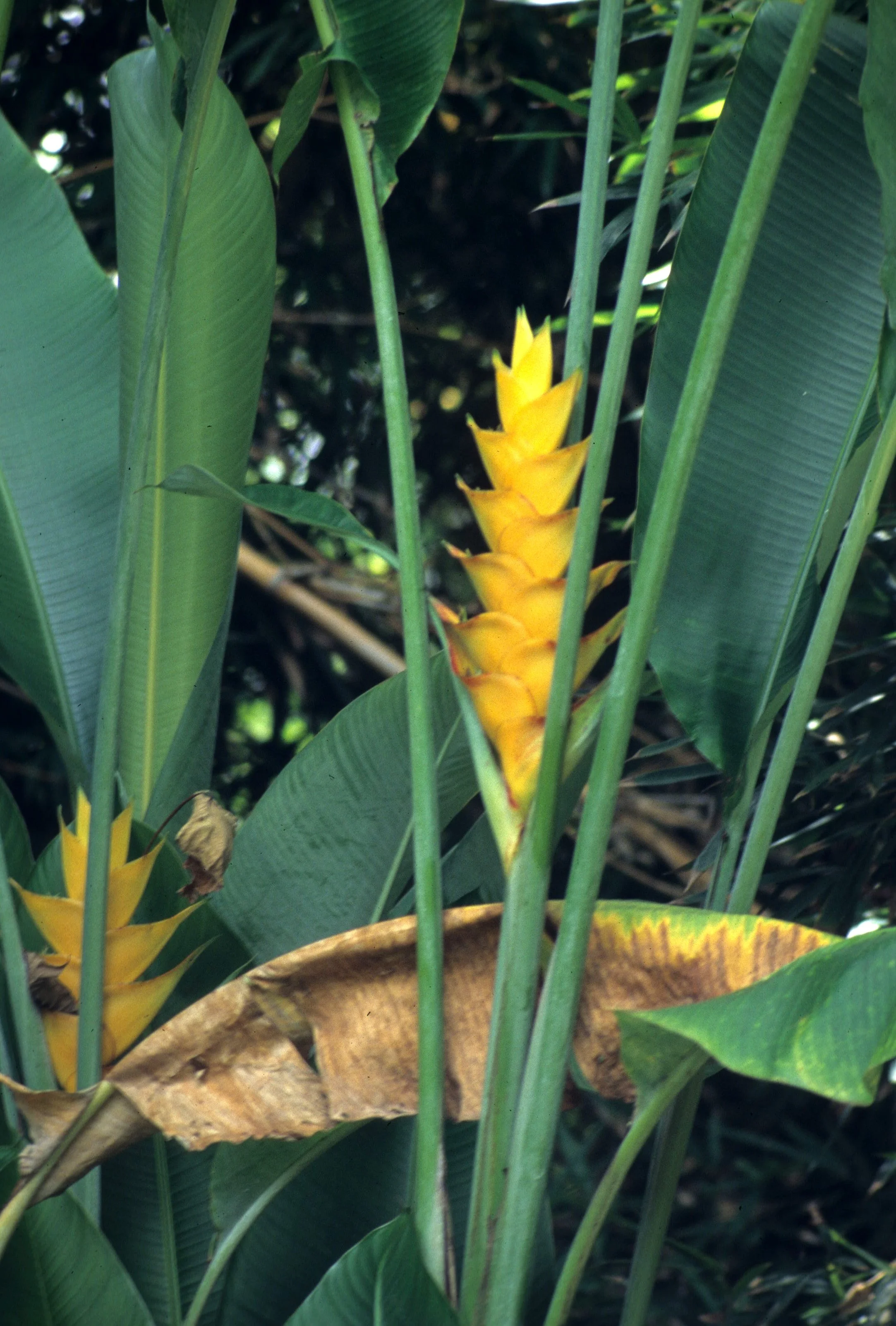 HAWAII - HAWAII - HELICONIA - LOBSTER CLAW HELICONIA.jpg