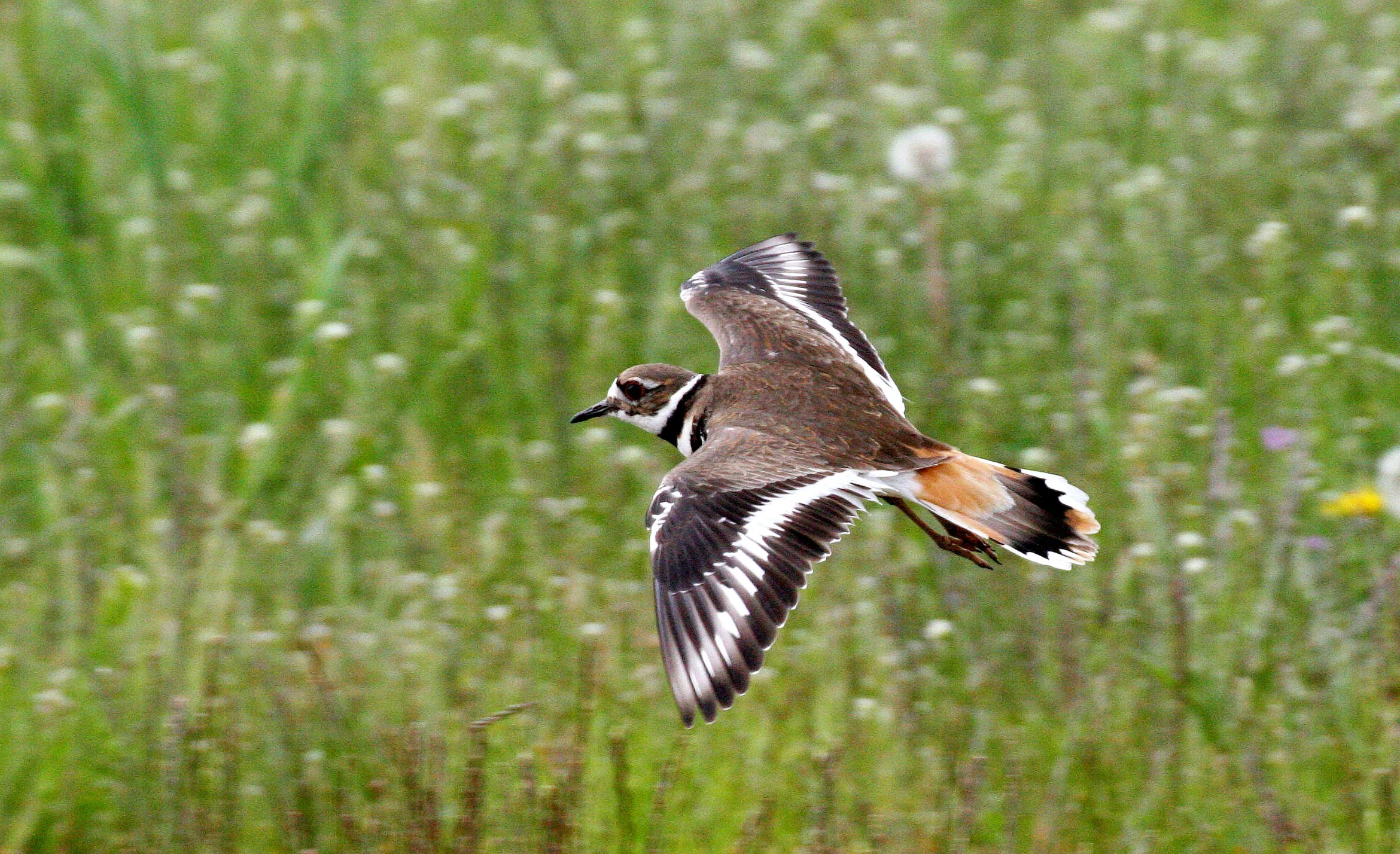 BIRD - KILLDEER - SEQUIM WA (25).JPG
